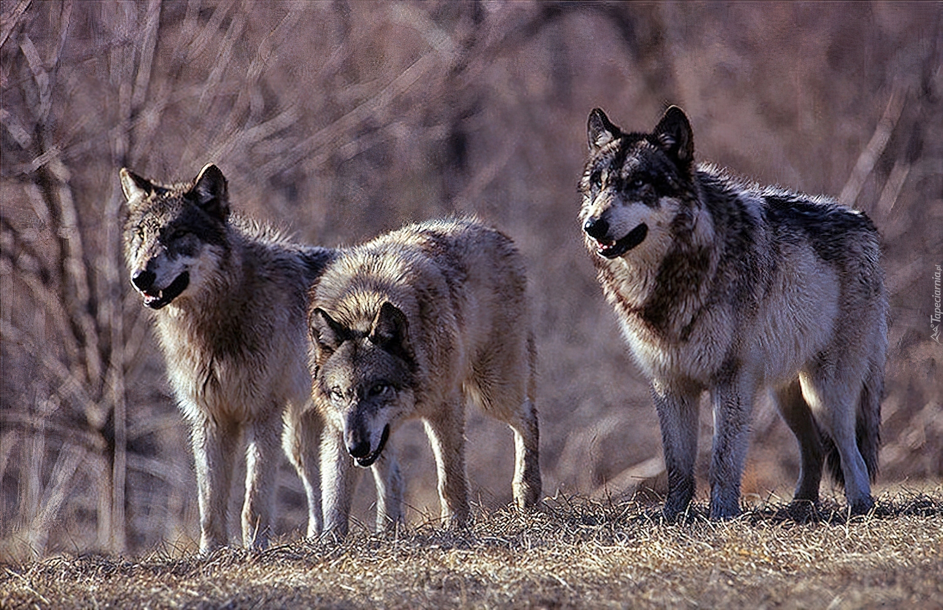 Родина дружелюбного волка. Стая Волков. Волк вожак стаи. Три волка. Вожак стаи Волков.