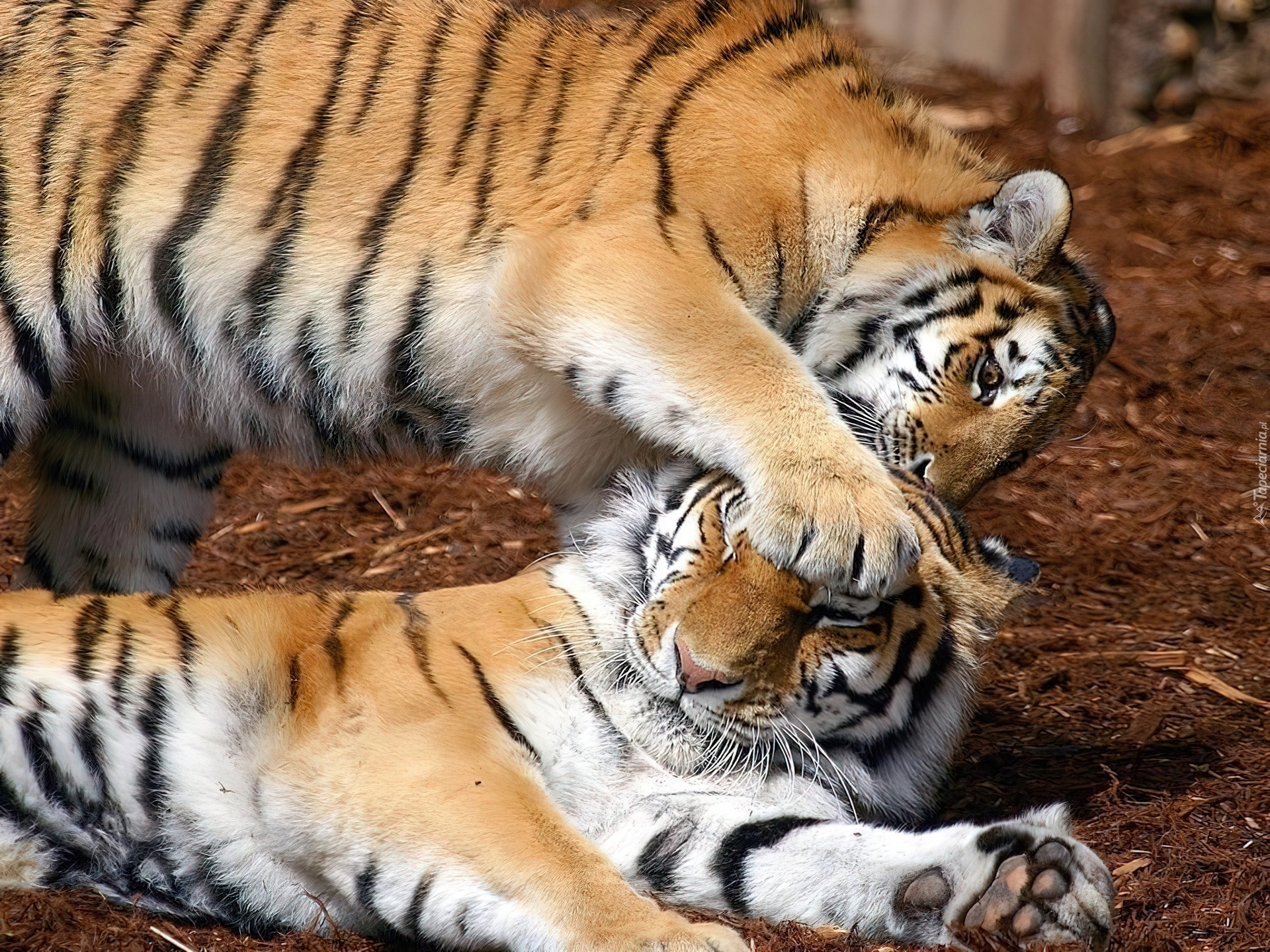 Wild animals play. Тигр Амур и тигрица Уссури. Тигр и тигрица. Тигры ласкаются. Нежный тигр.