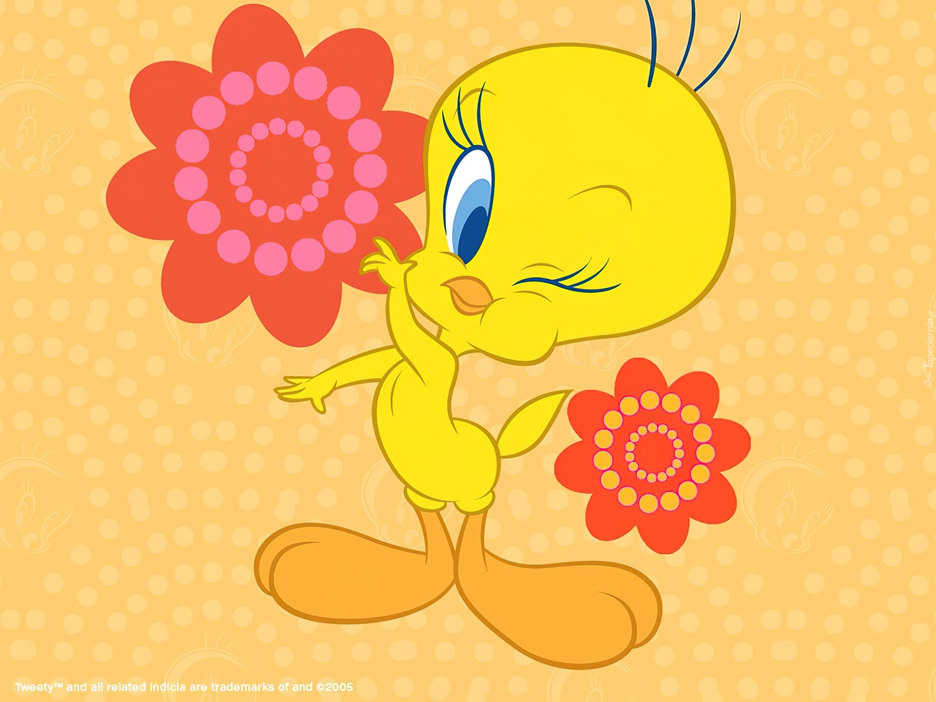 Tweety, Oczko