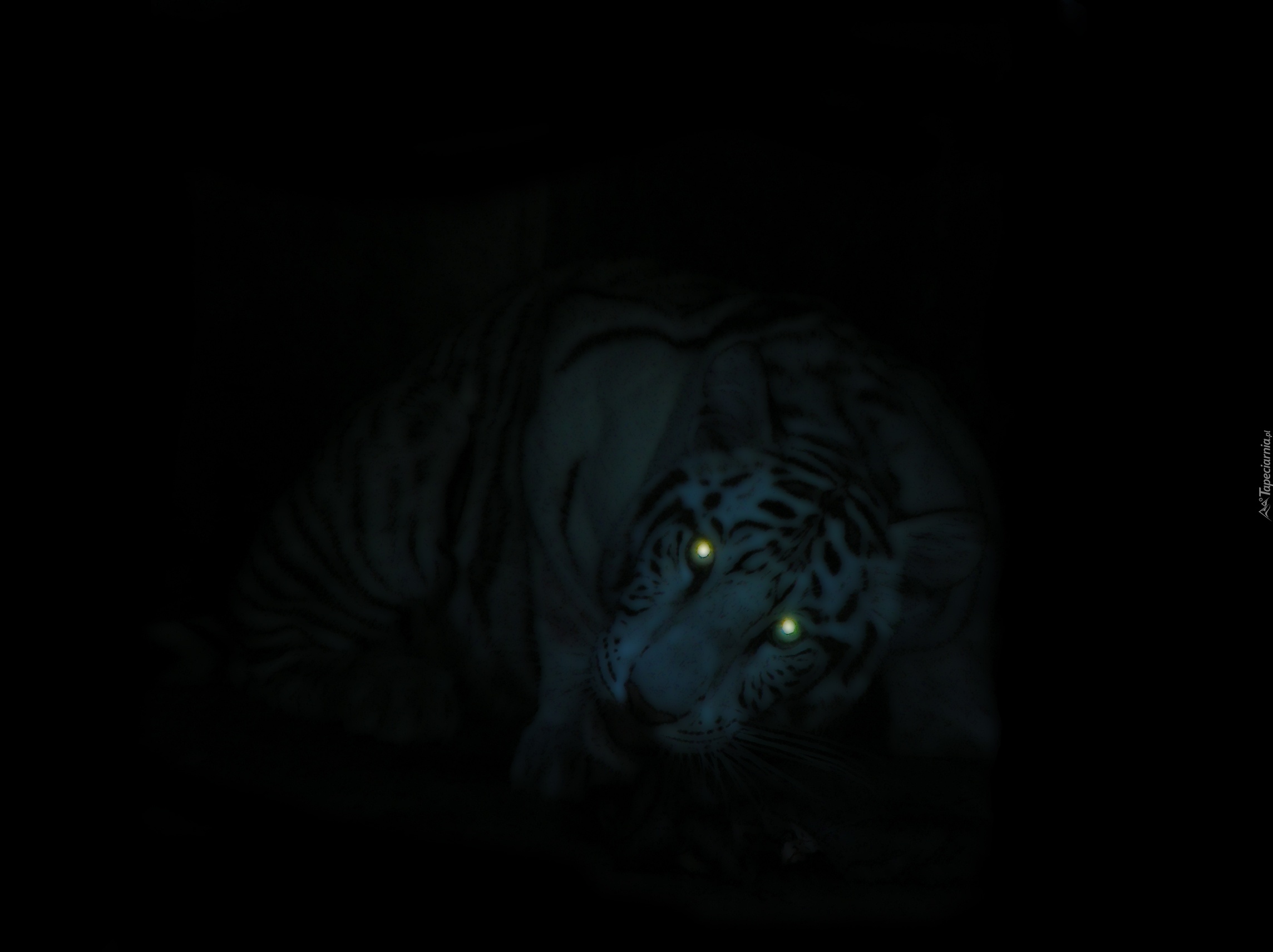 Tygrys, Świecące, Oczy