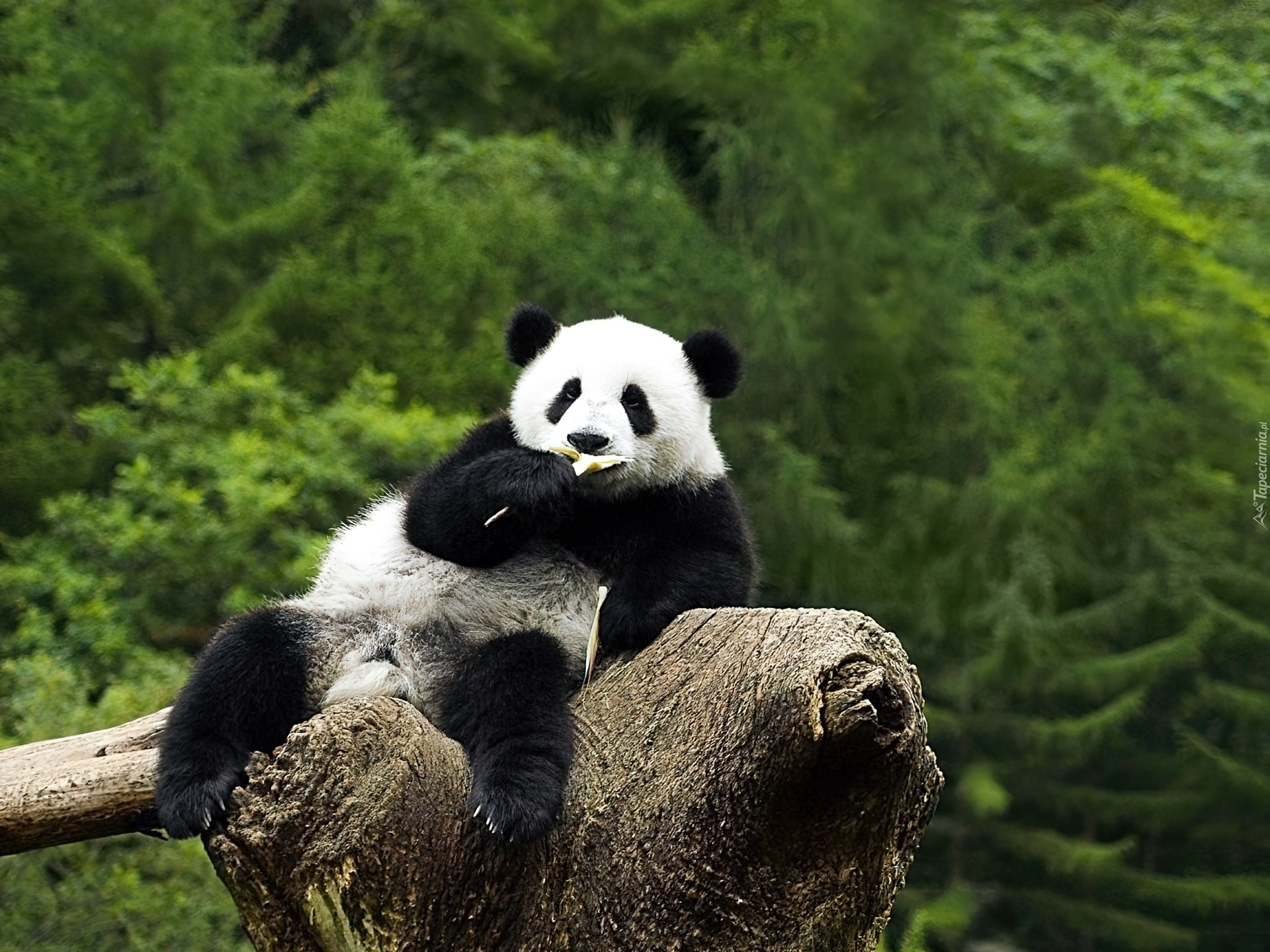 Panda, Pień, Drzewa, Śniadanie
