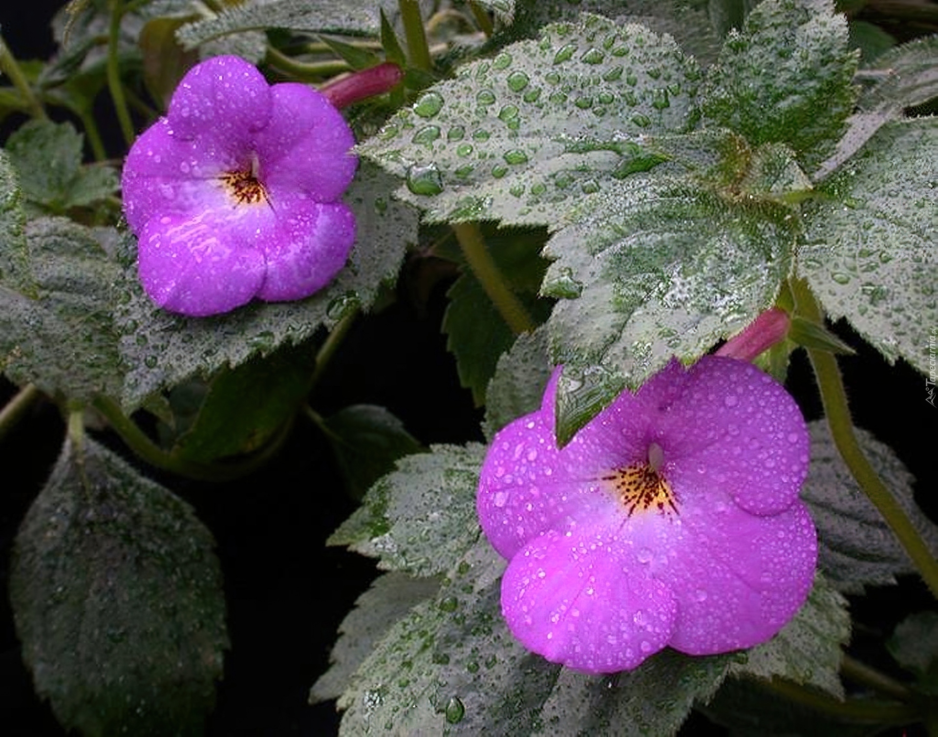 Achimenes