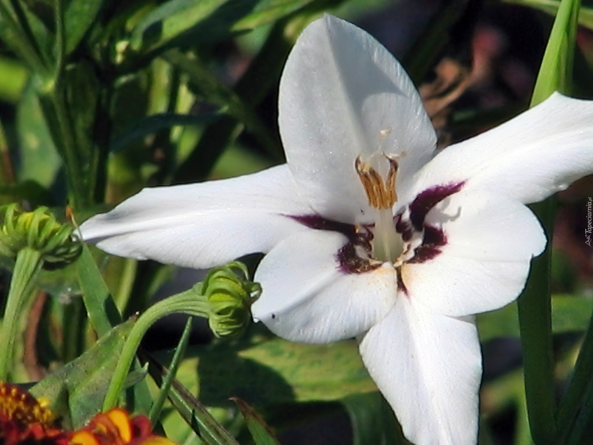 Acidanthera