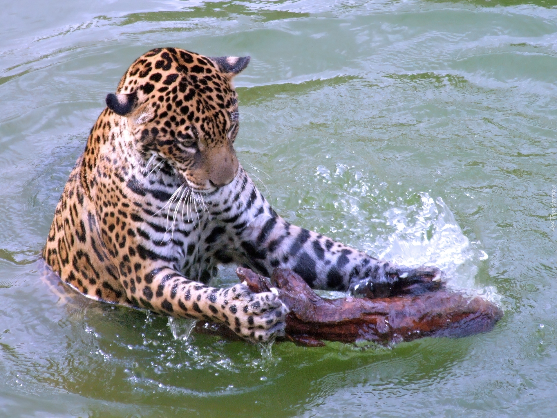 Woda, Drzewo, Jaguar