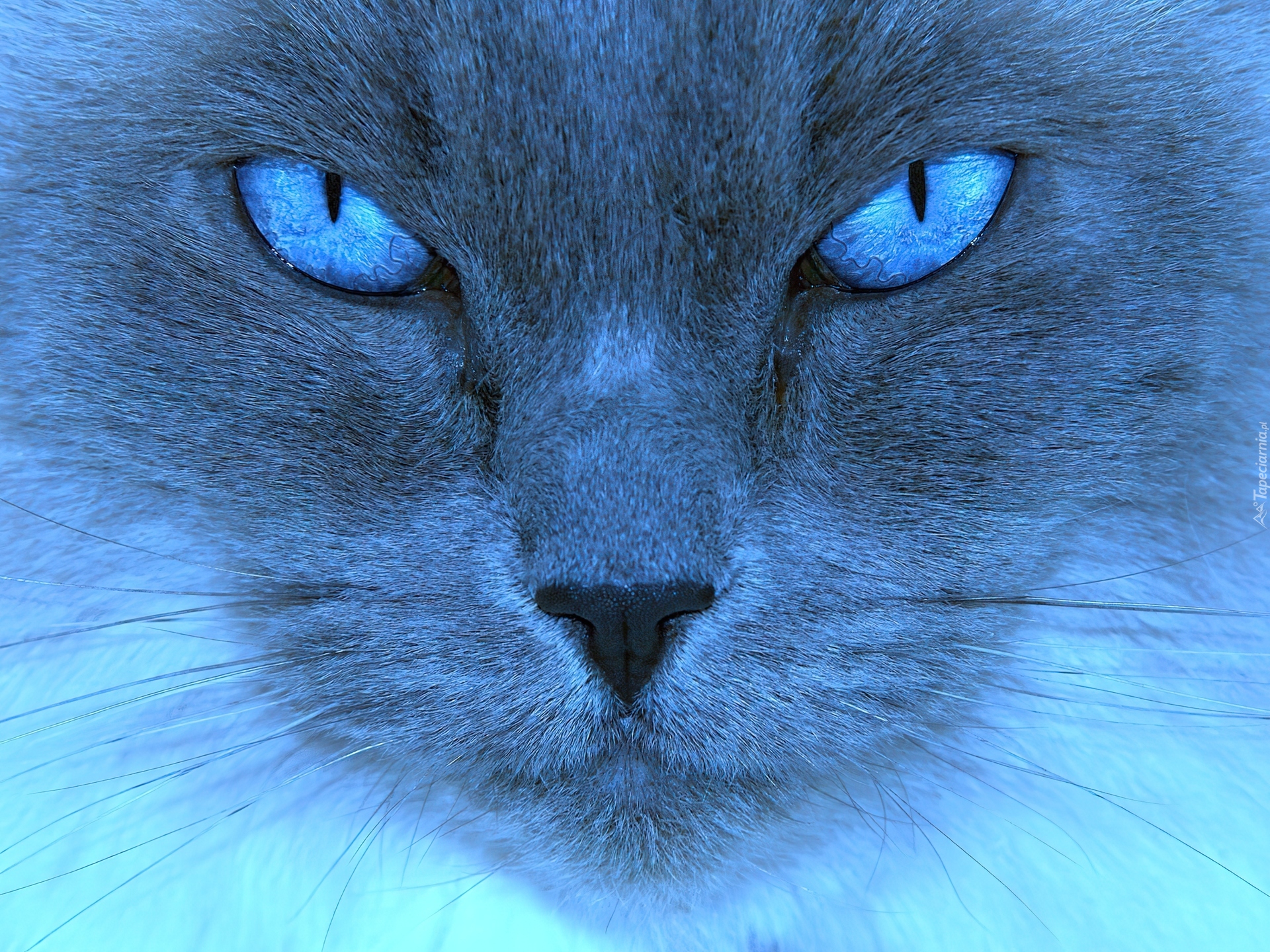 кот голубые глаза шерсть без смс
