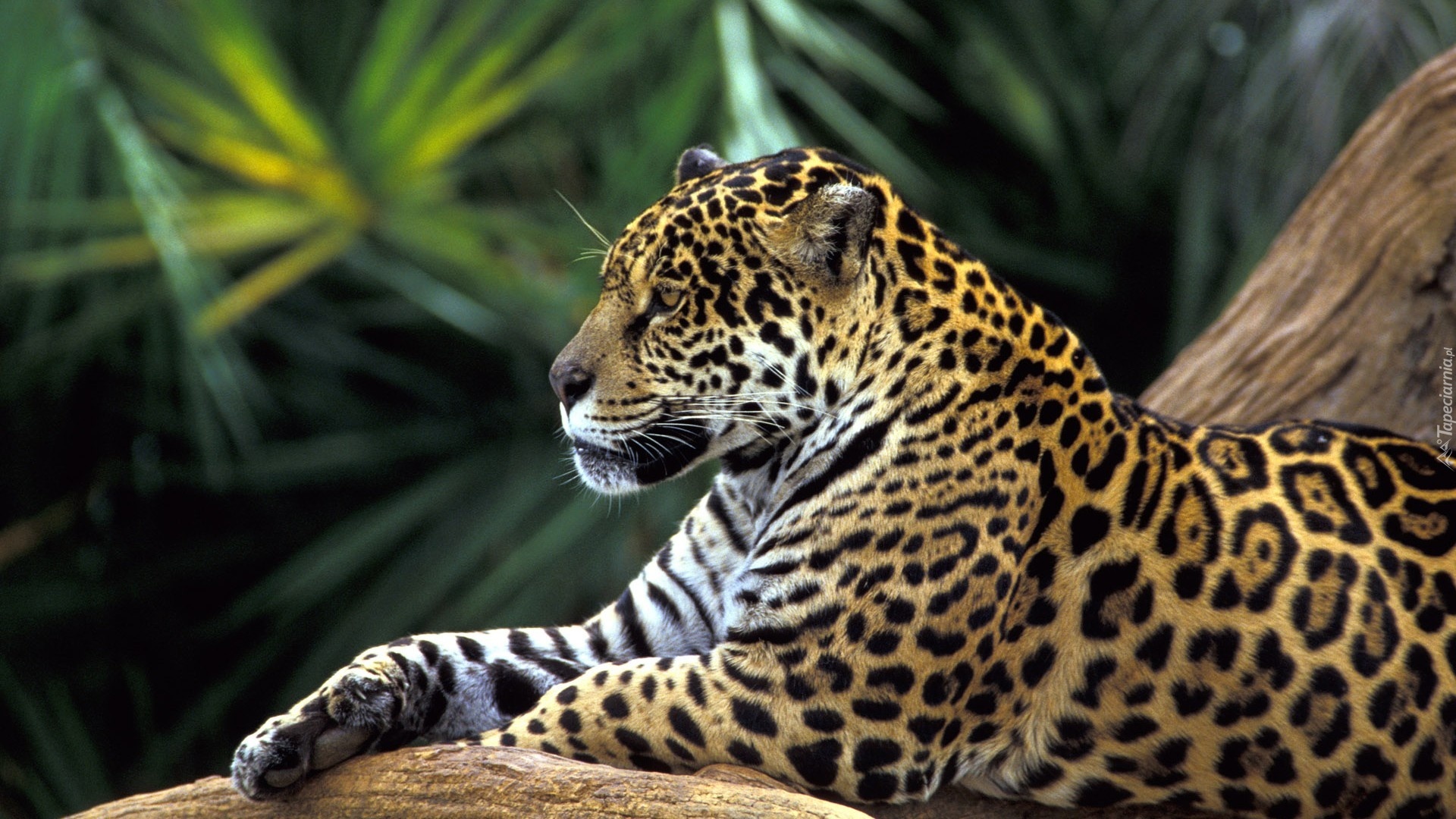 Jaguar, Drzewo, Łapa, Odpoczynek