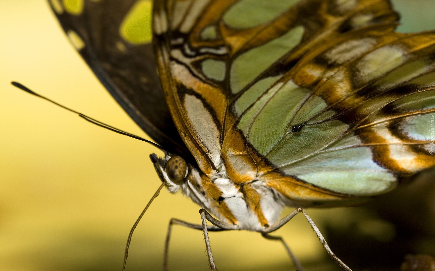 Motyl, Zbliżenie