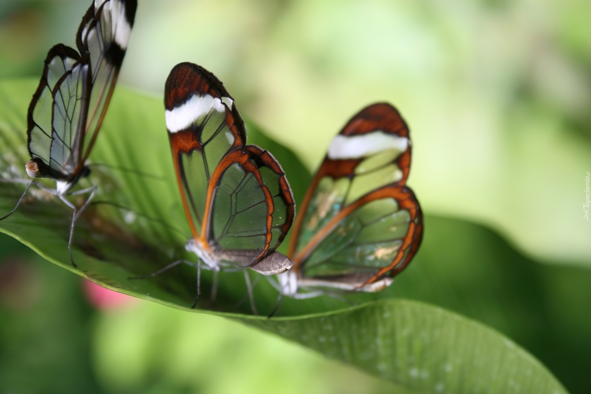 Motyle, Glass, Wings Zielone, Liście