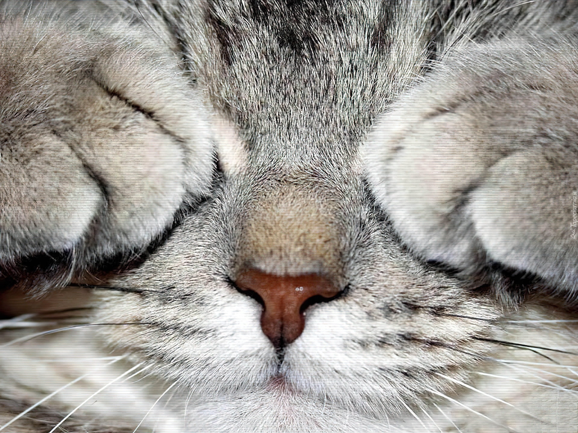 Лапки на глазах. Сонная мордашка. Кот закрыл глаза. Морда спящего кота. Кот зажмурился.
