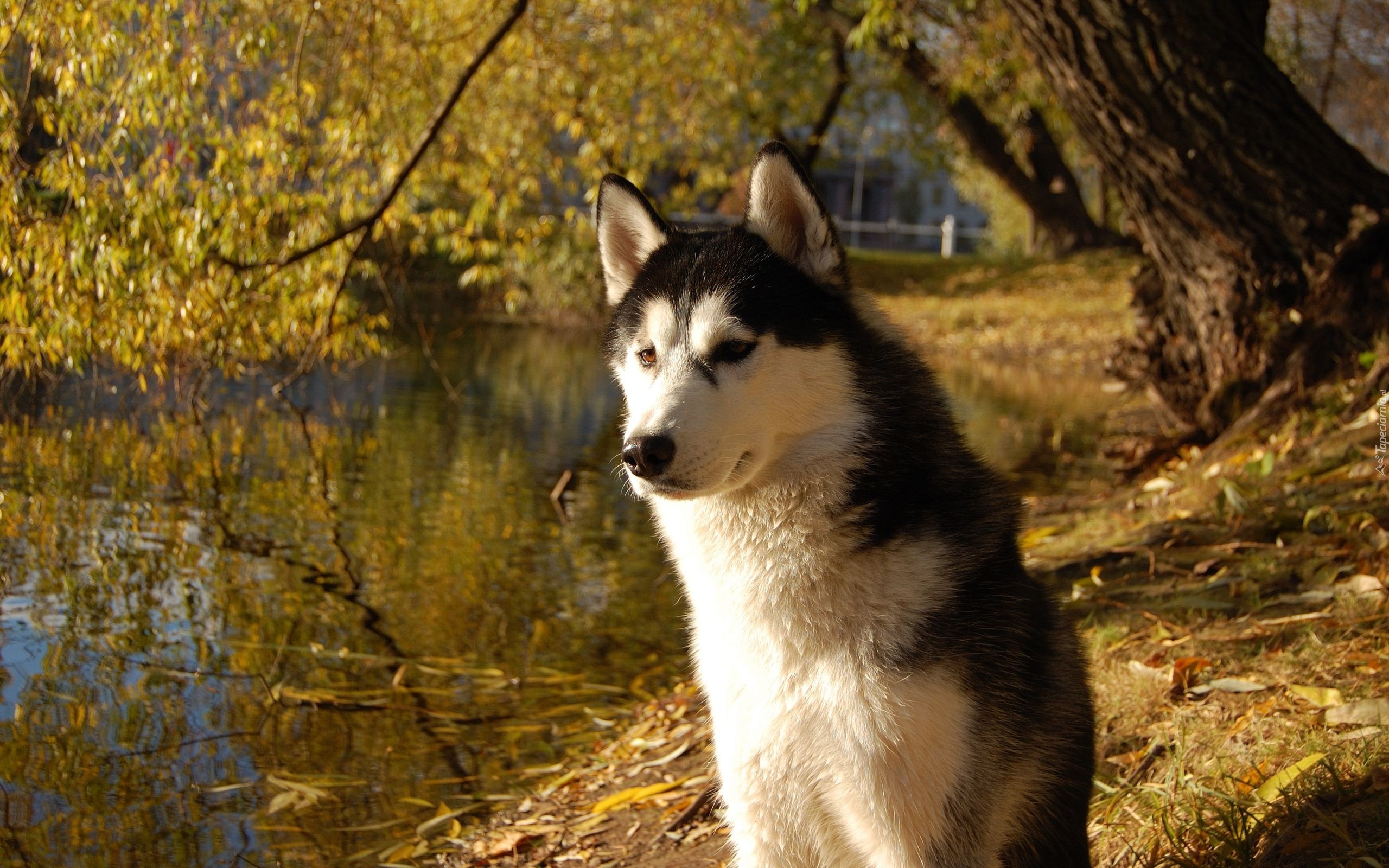 Siberian Husky, Woda