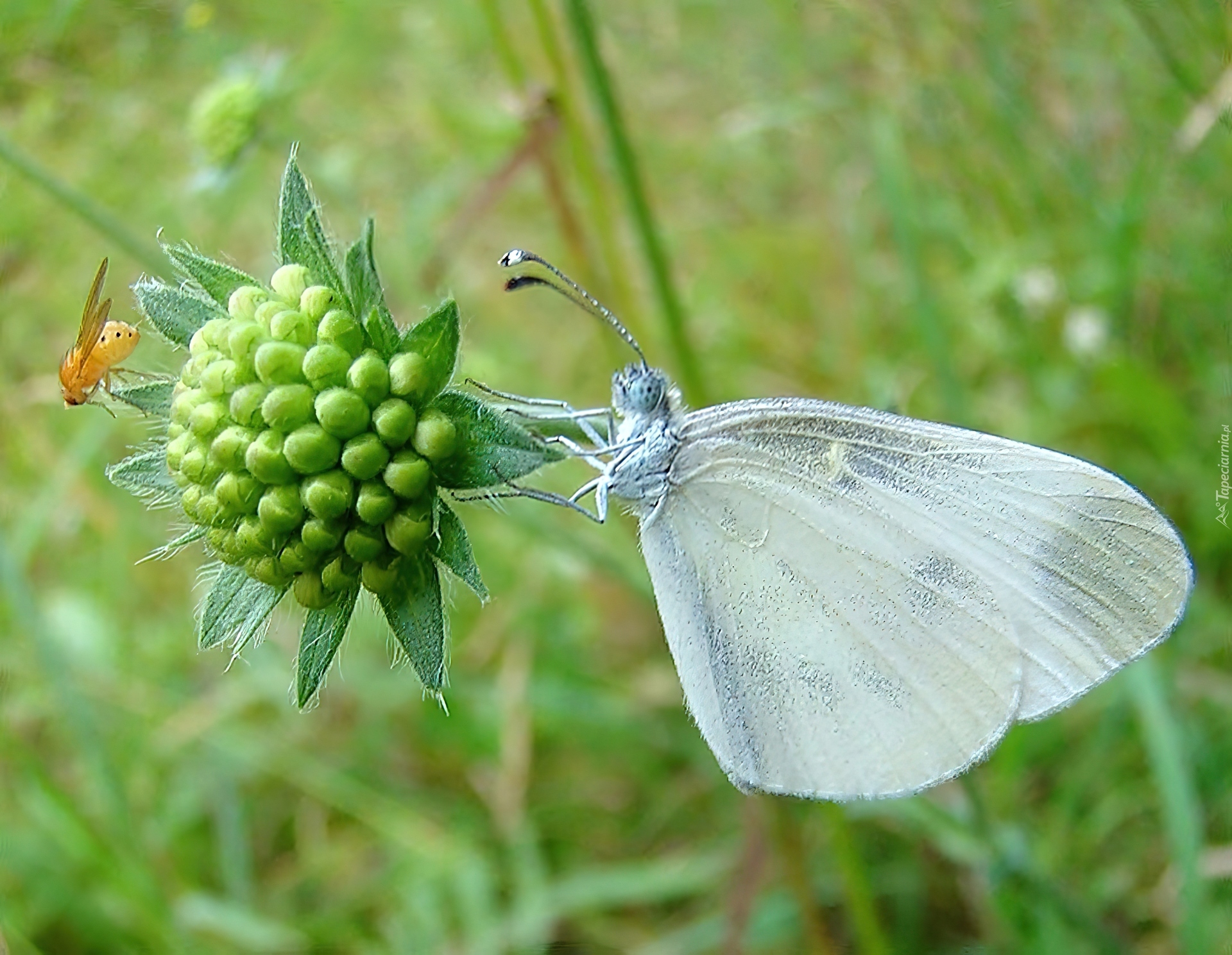 Biały, Motyl, Bielinek