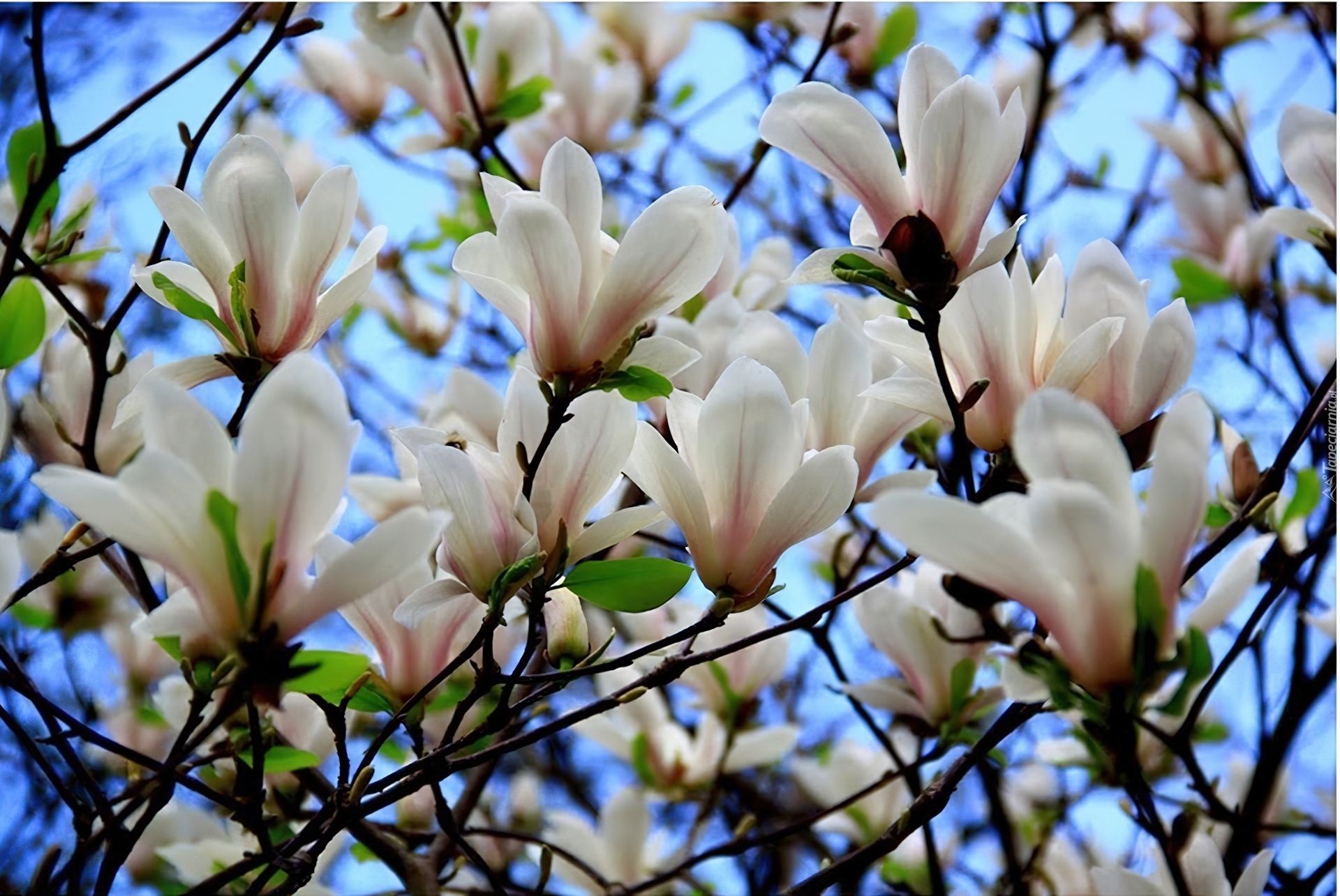 Magnolia