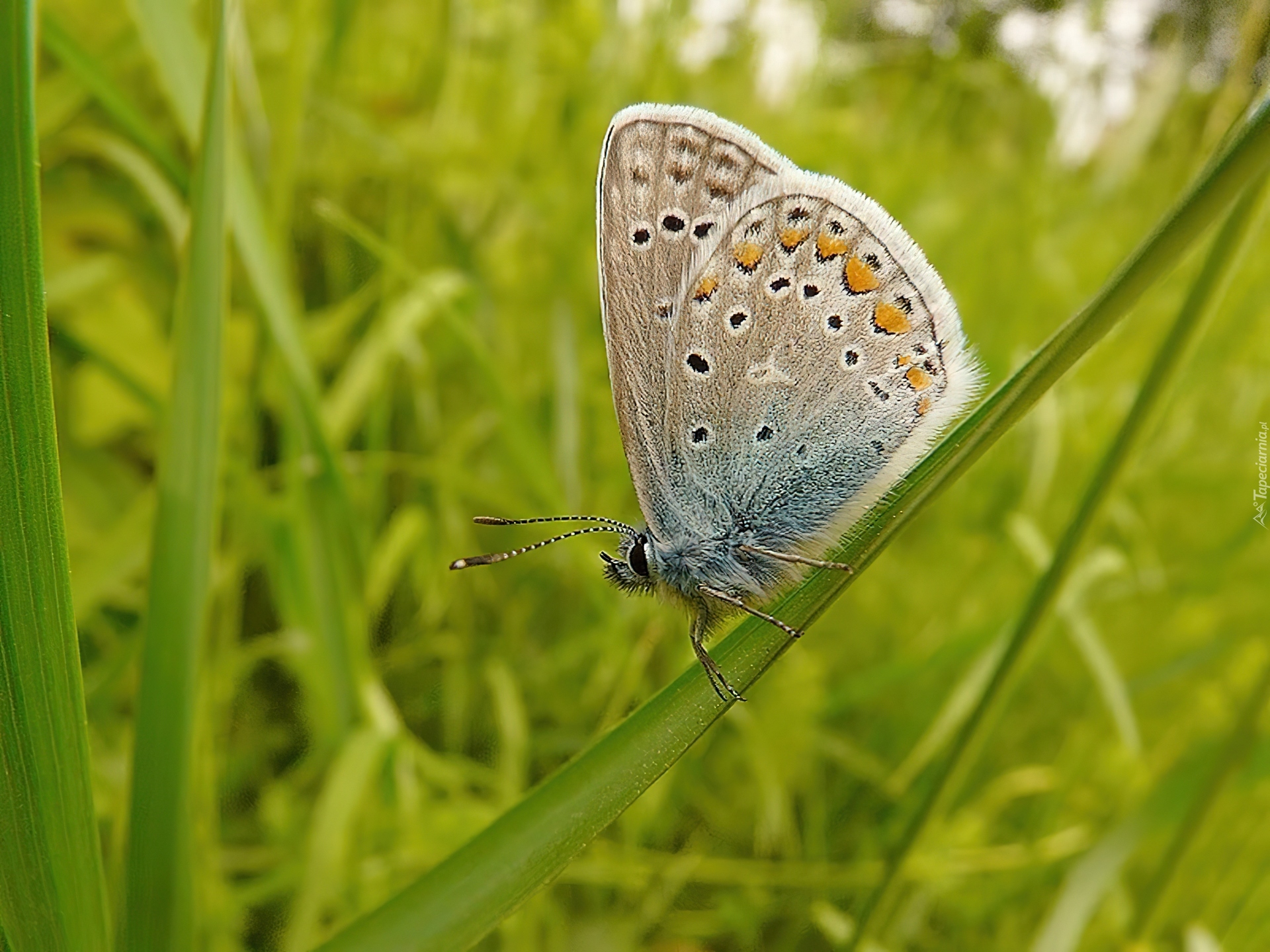 Motyl, Źdźbło, Trawy