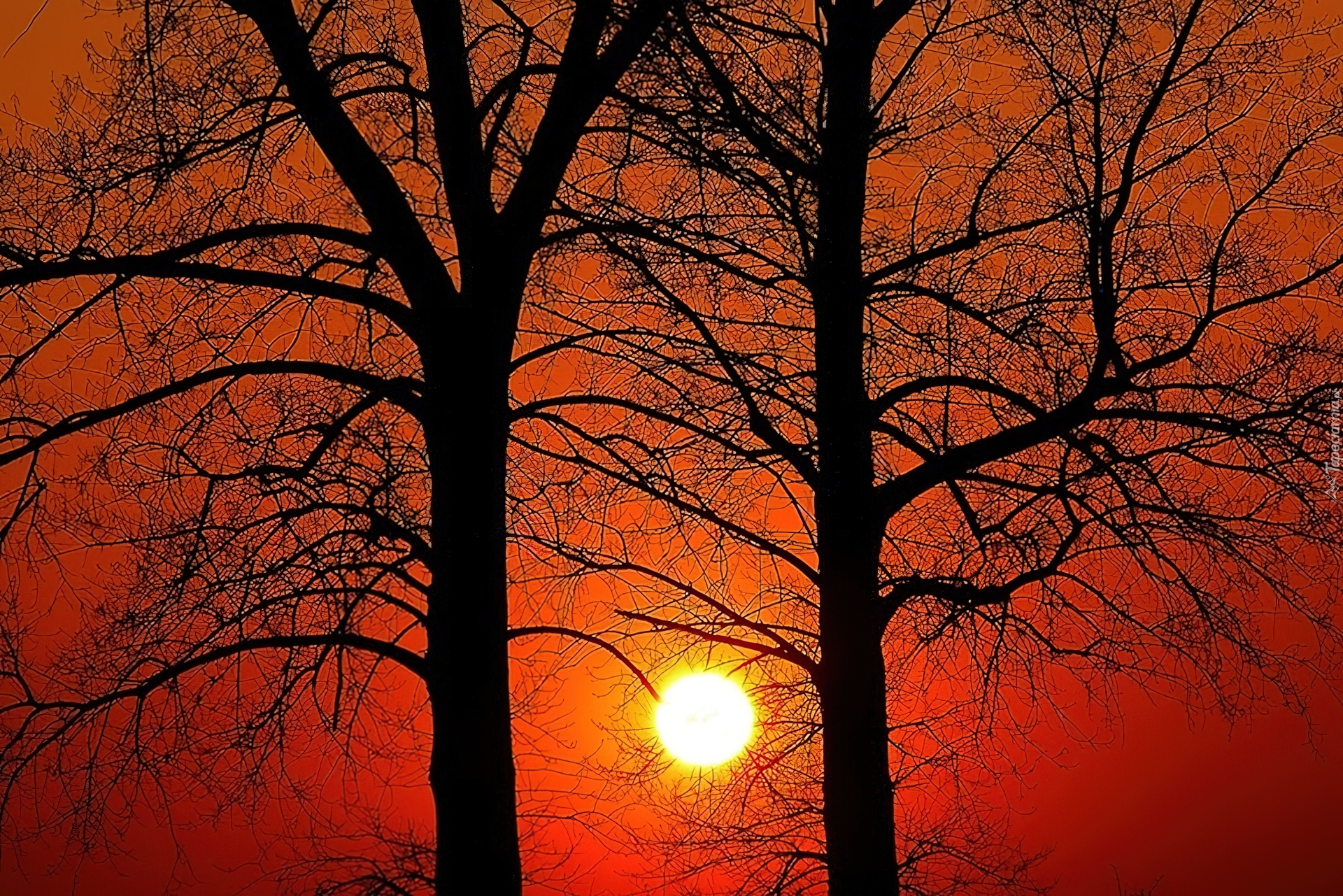 Drzewa, Czerwony, Zachód, Słońca