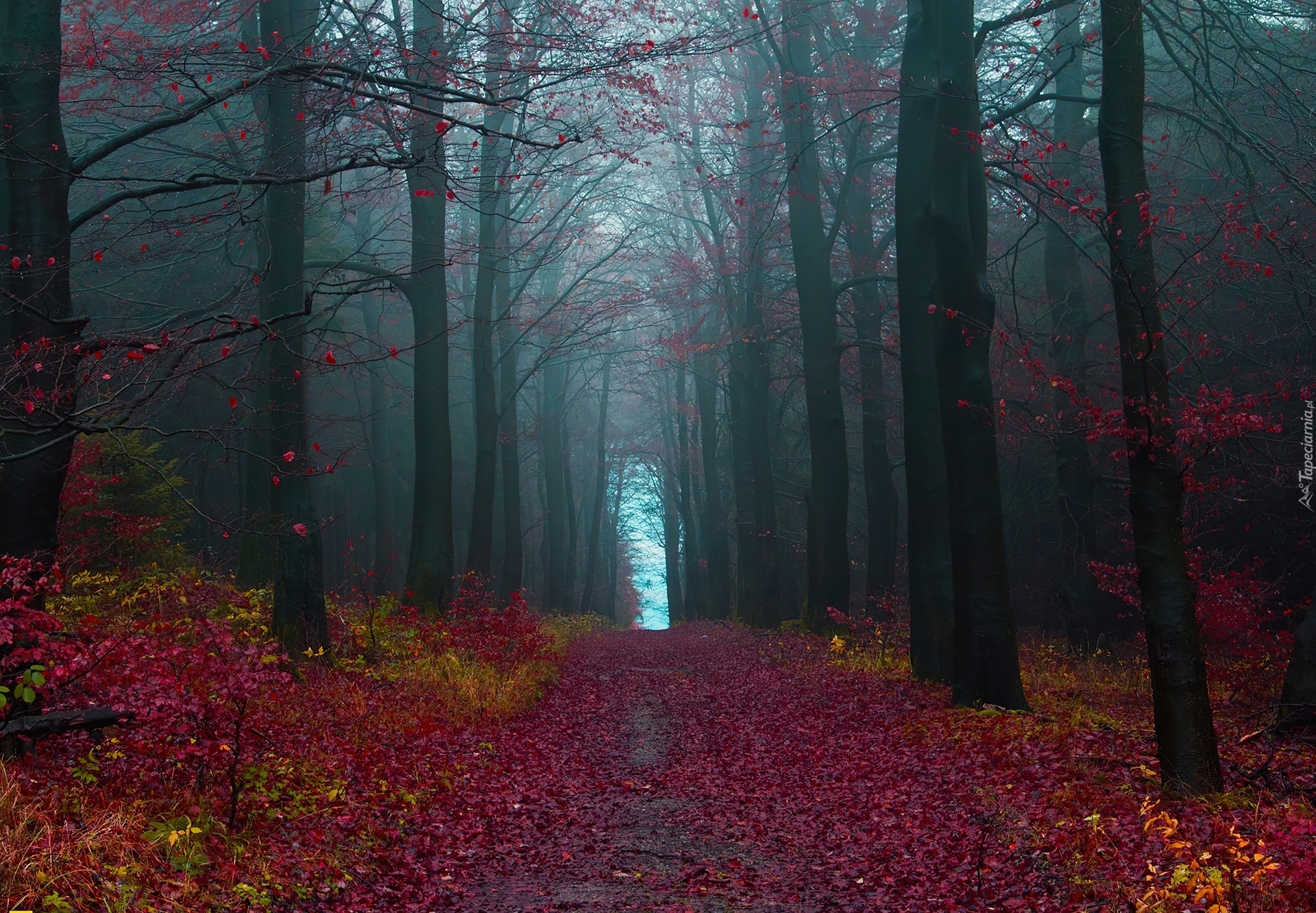 Kolorowy, Las, Mgła
