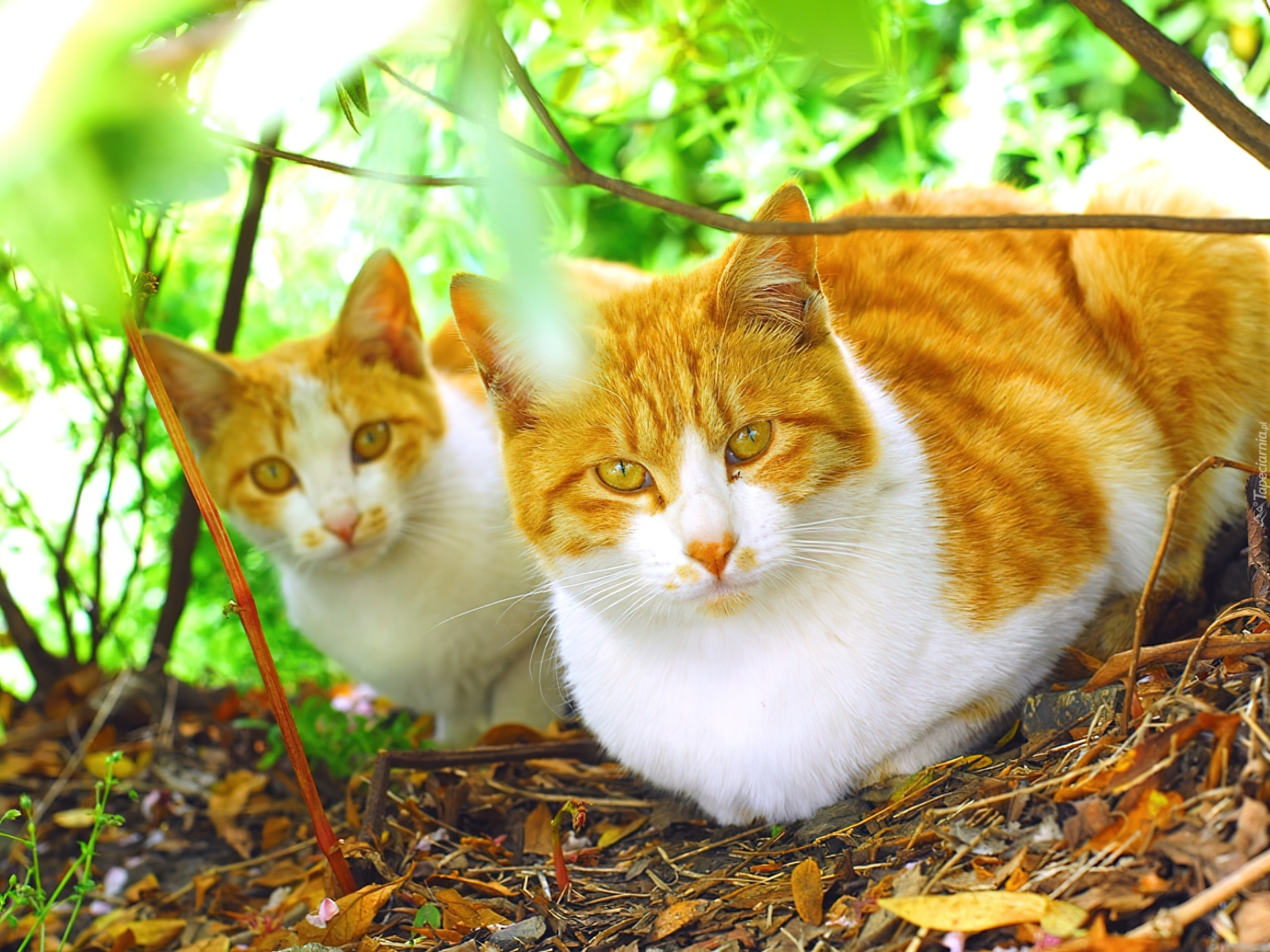 Кошки и т д. Рыжие коты. Бело рыжая кошка. Рыже белые коты. Рыже белый кот.