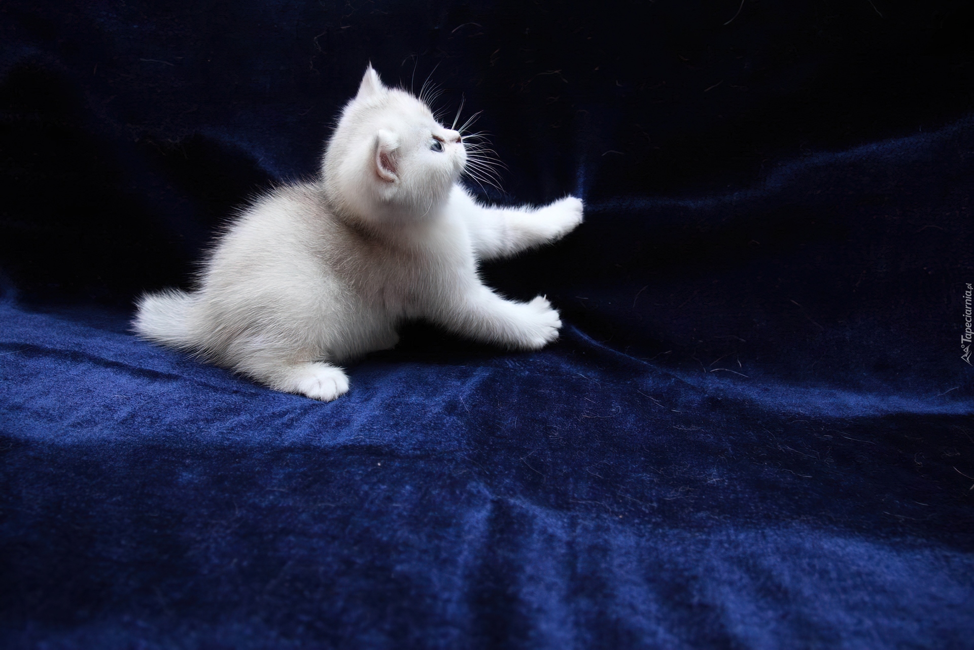 Беленьких котиков. Кошка белая. Кот пушистый белый. Белый котенок. Белый пушистый котик.