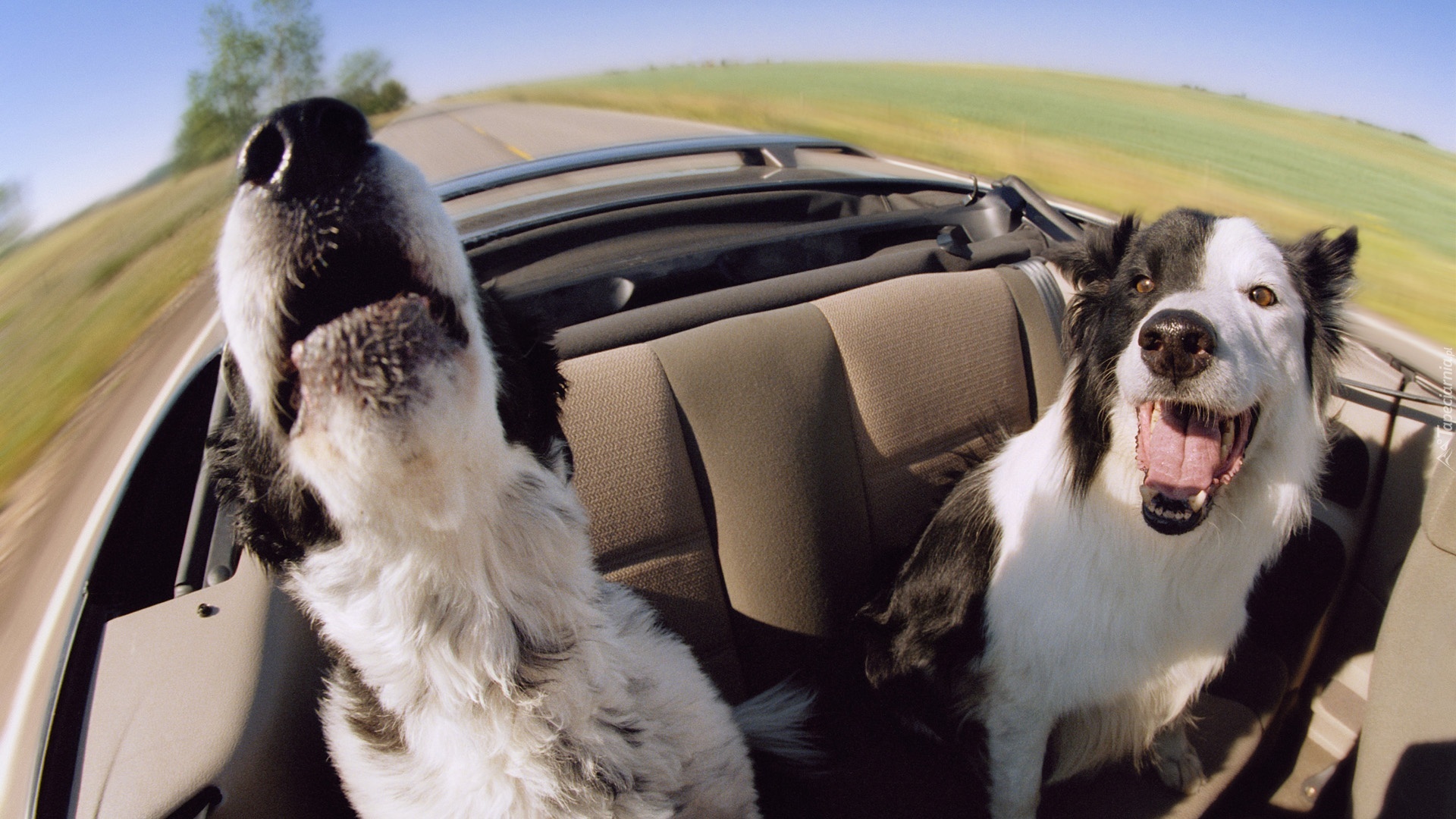 Psy, Border Collie, Kabriolet