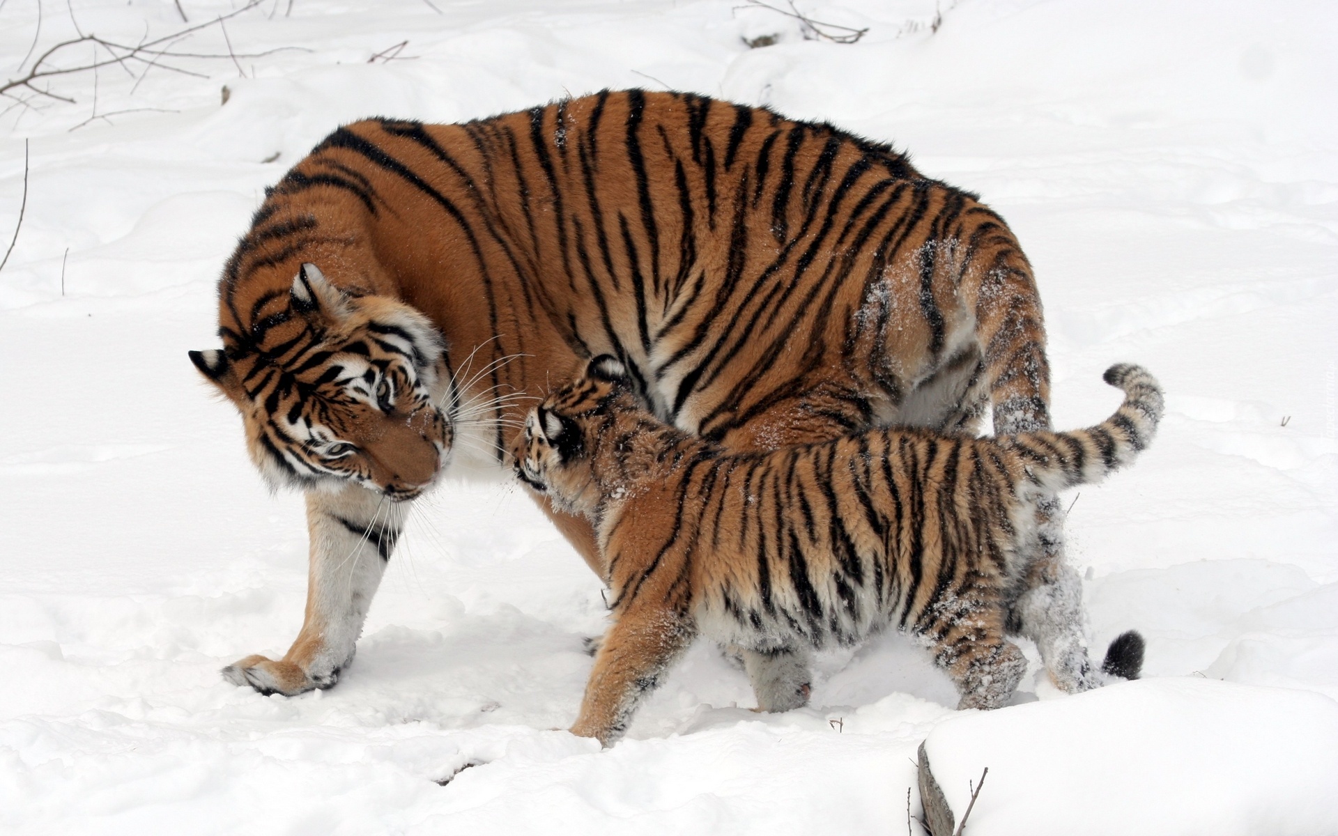 Tygrysica, Małe, Śnieg