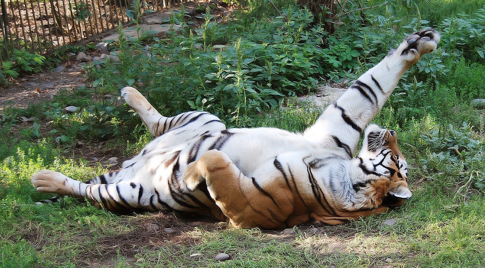 Tygrys, Zabawa, ZOO