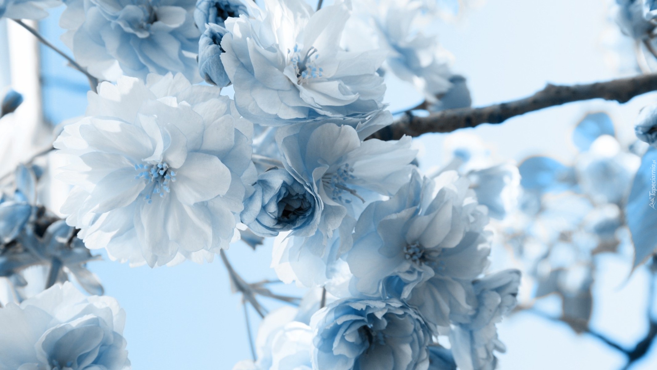 Biało, Niebieskie, Kwiatuszki