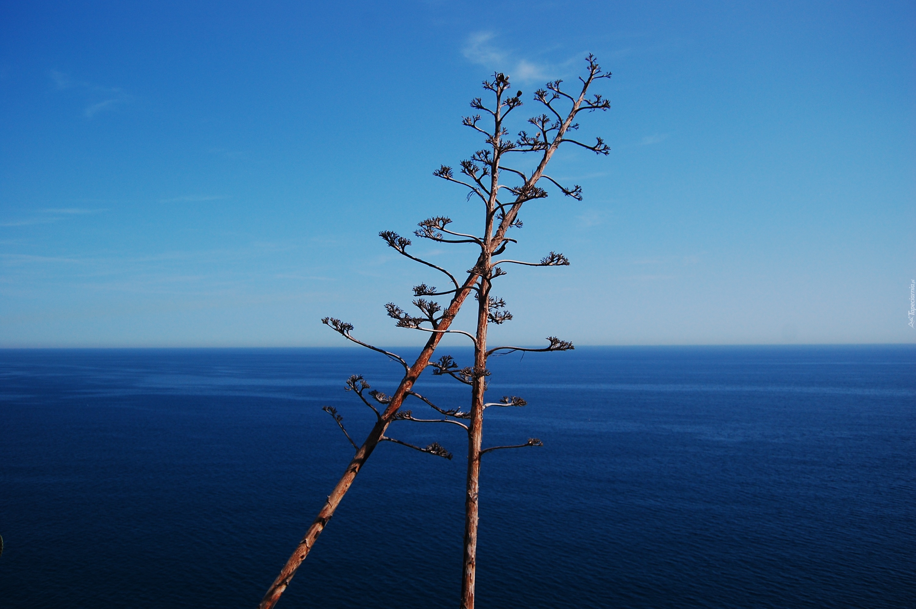 Hiszpania, Costa Brava, Tossa de Mar, Kwiaty, Agawy