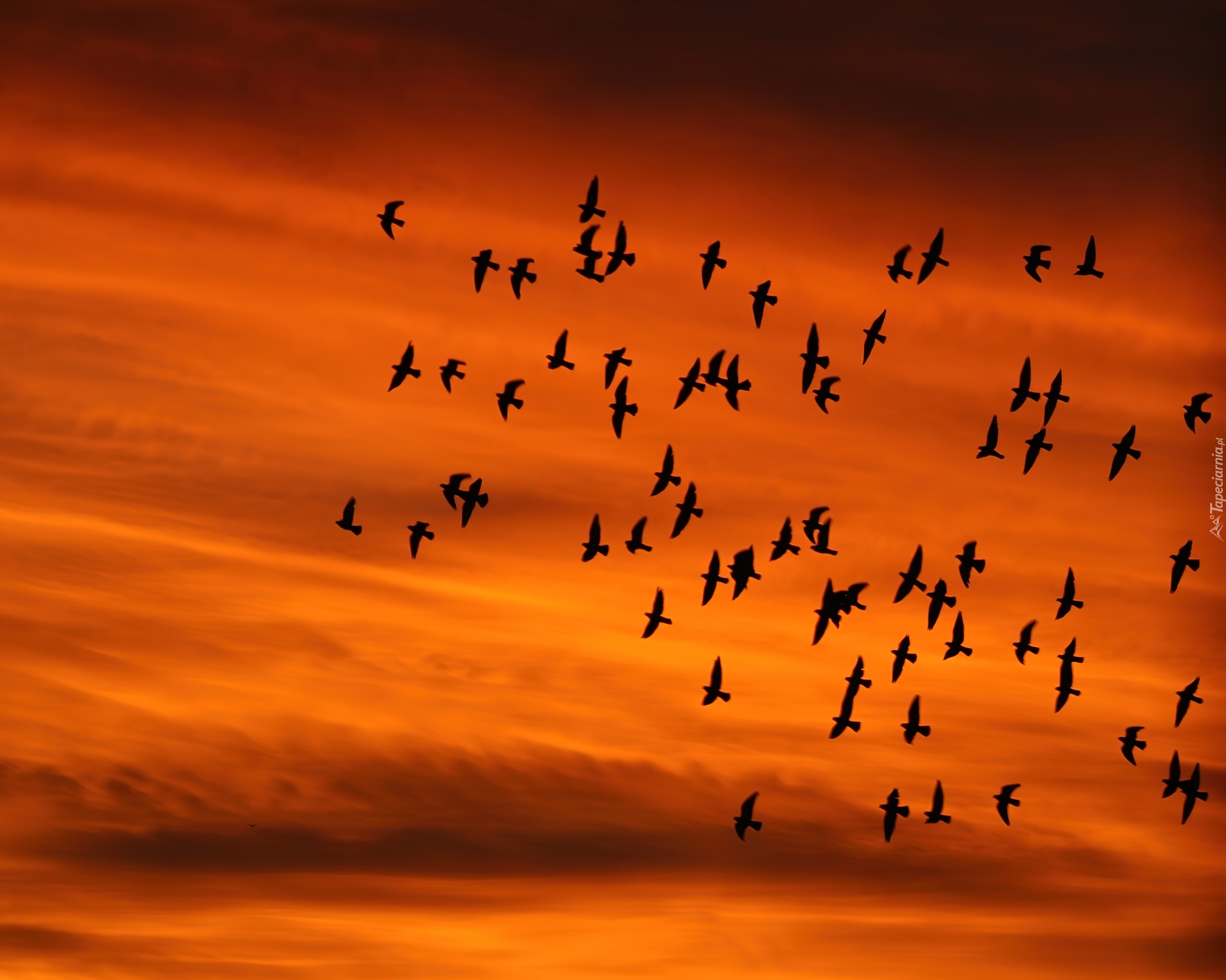 Небесные обитатели. Птицы в небе. Мигрирующие птицы. Птицы улетают. Птицы улетают на Юг.