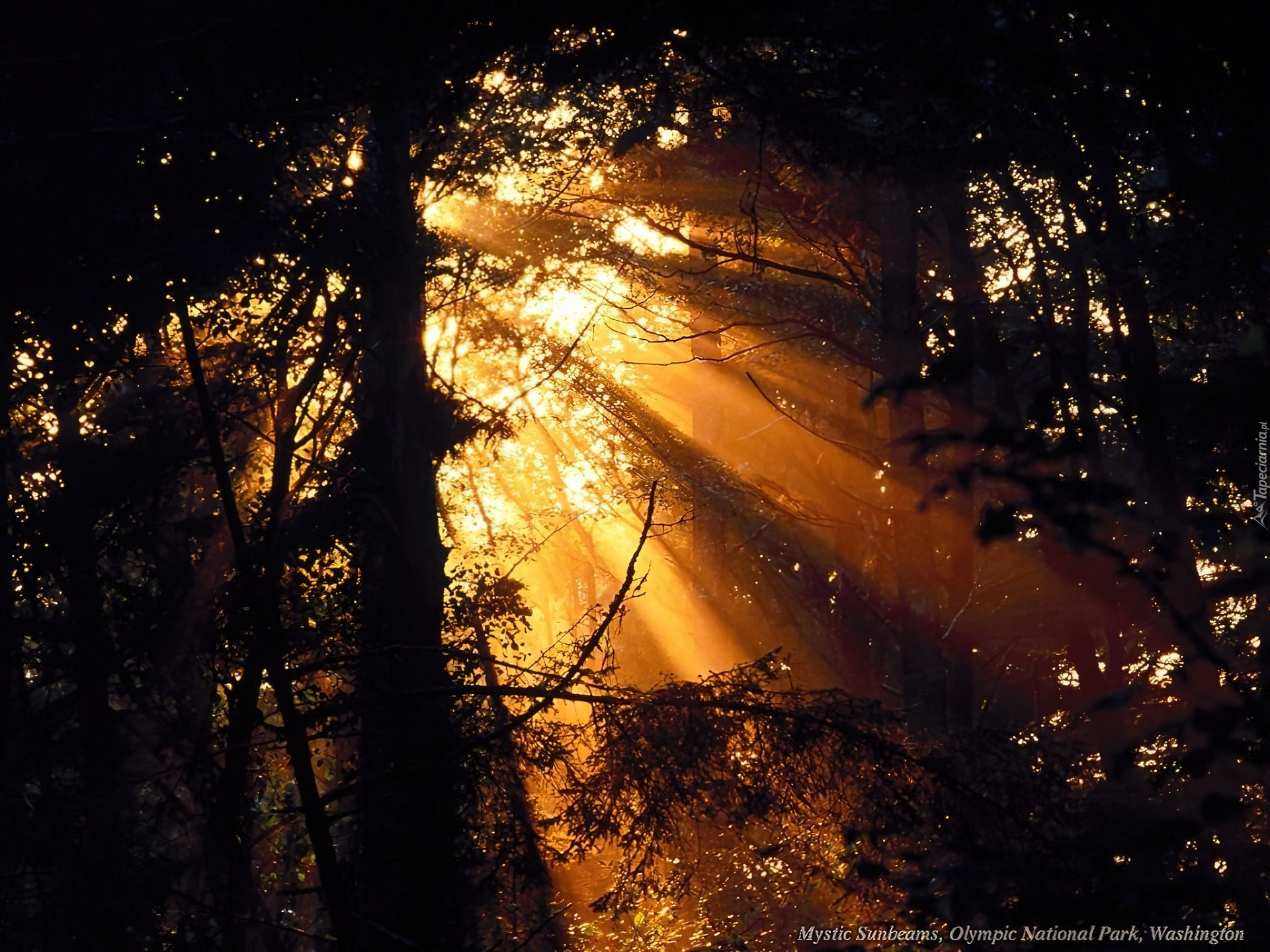 Las, Przenikające Światło