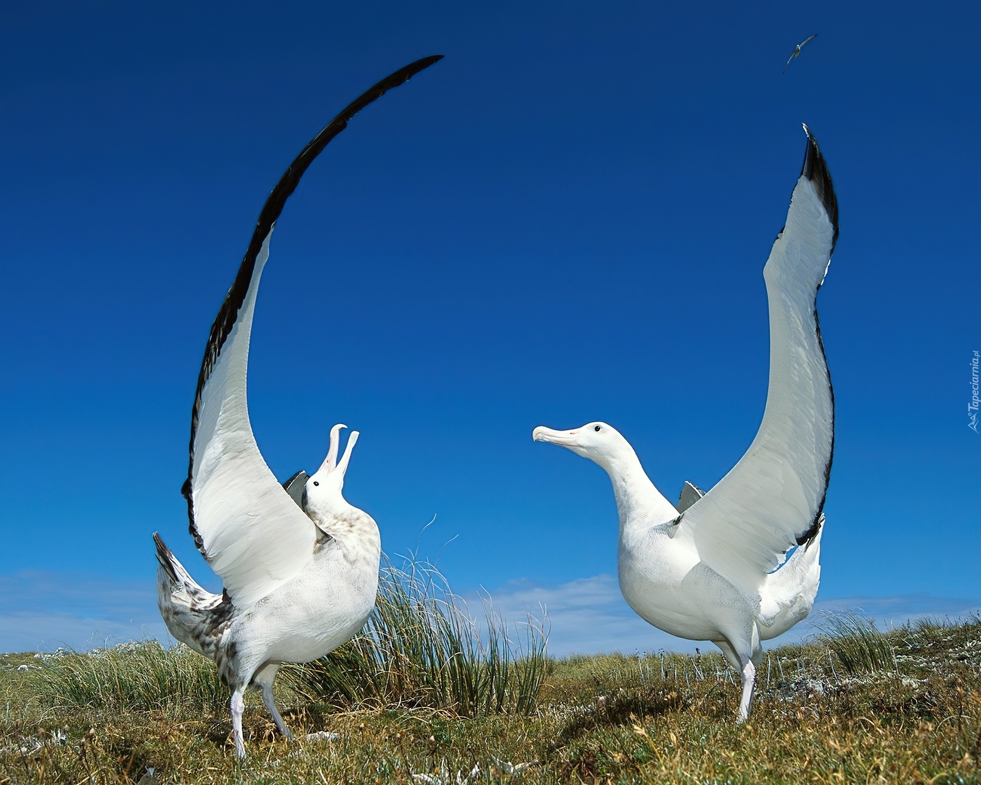 Albatrosy