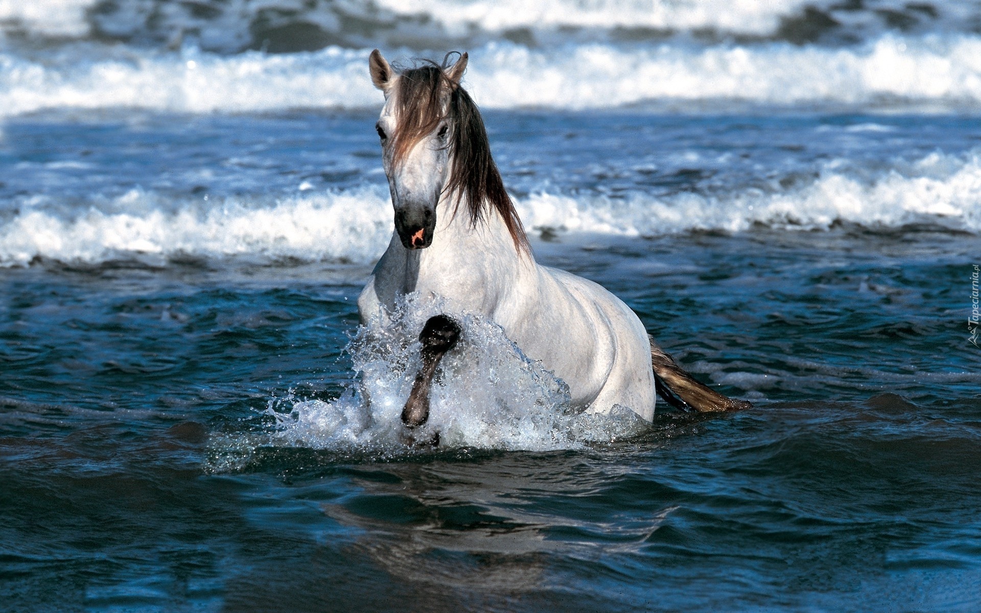 Biały, Koń, Morze