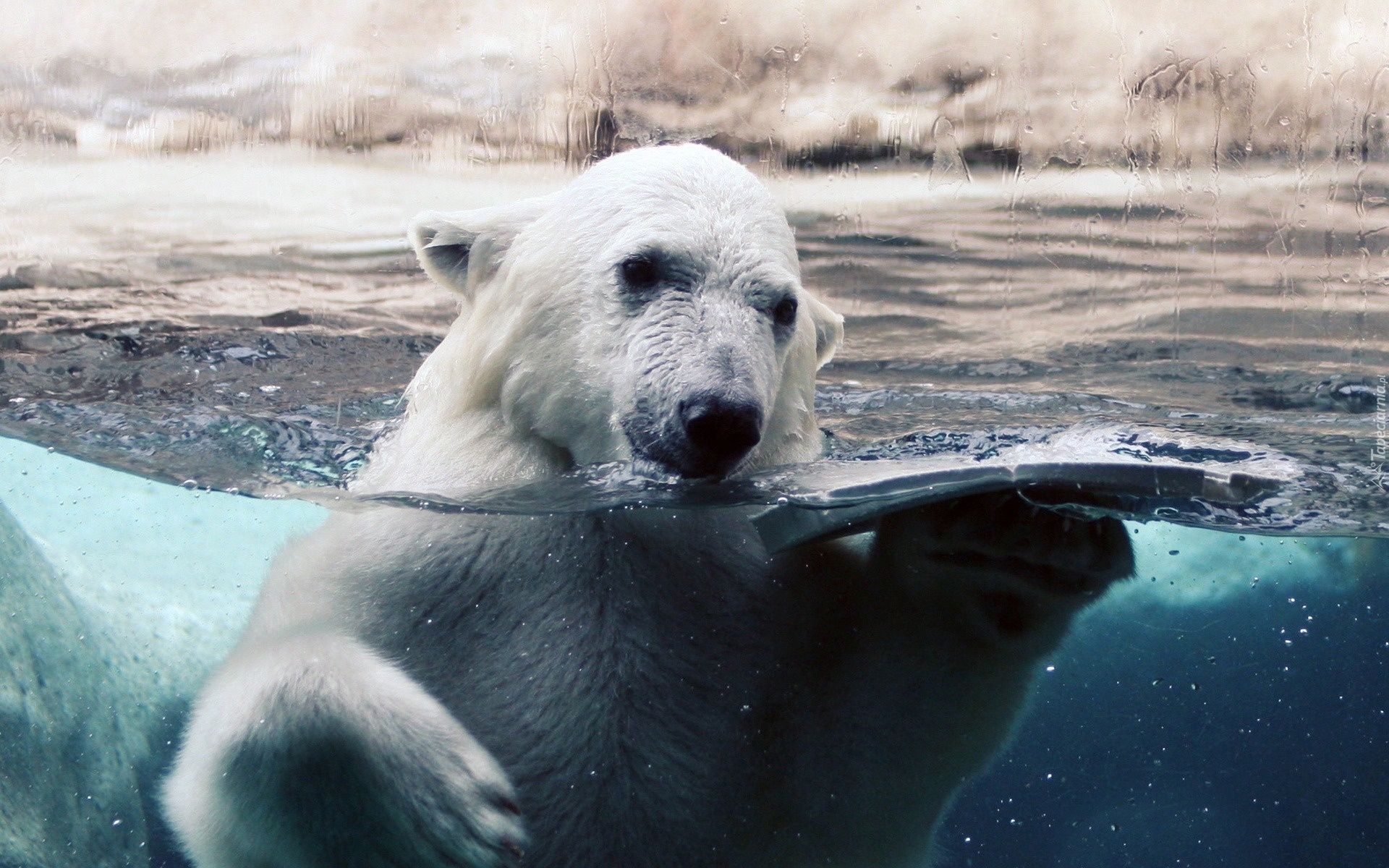 Niedźwiedź, Polarny, Kąpiel