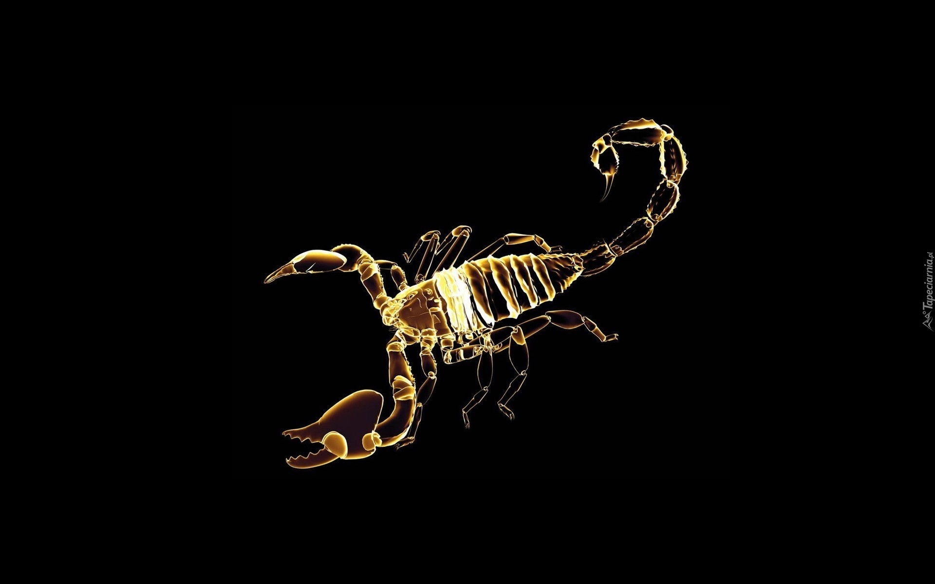 Skorpion Grafika Skorpion Grafika
