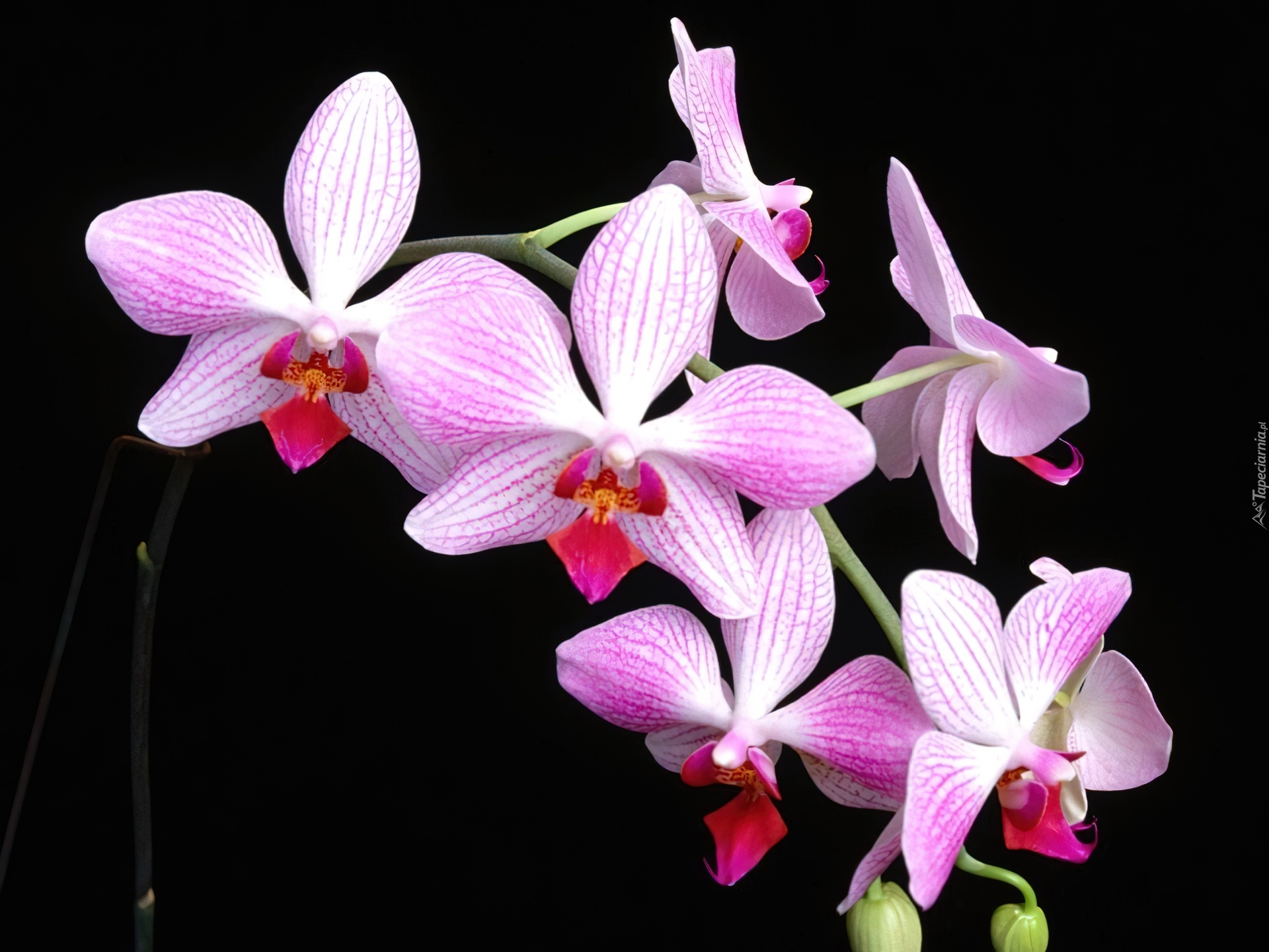 Liliowo, Biała, Orchidea