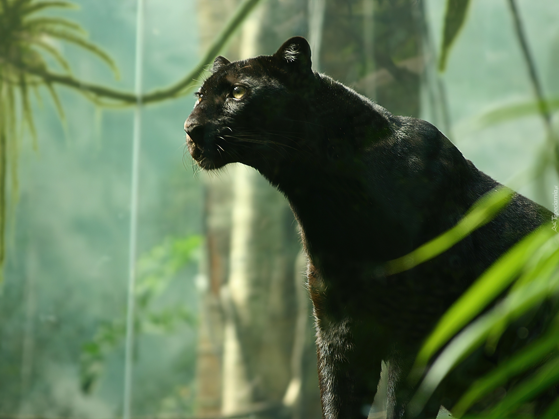Любимец черной пантеры. Уссурийская пантера. Черная пантера Ягуар. Черная пантера кошка. Ягуар меланист.