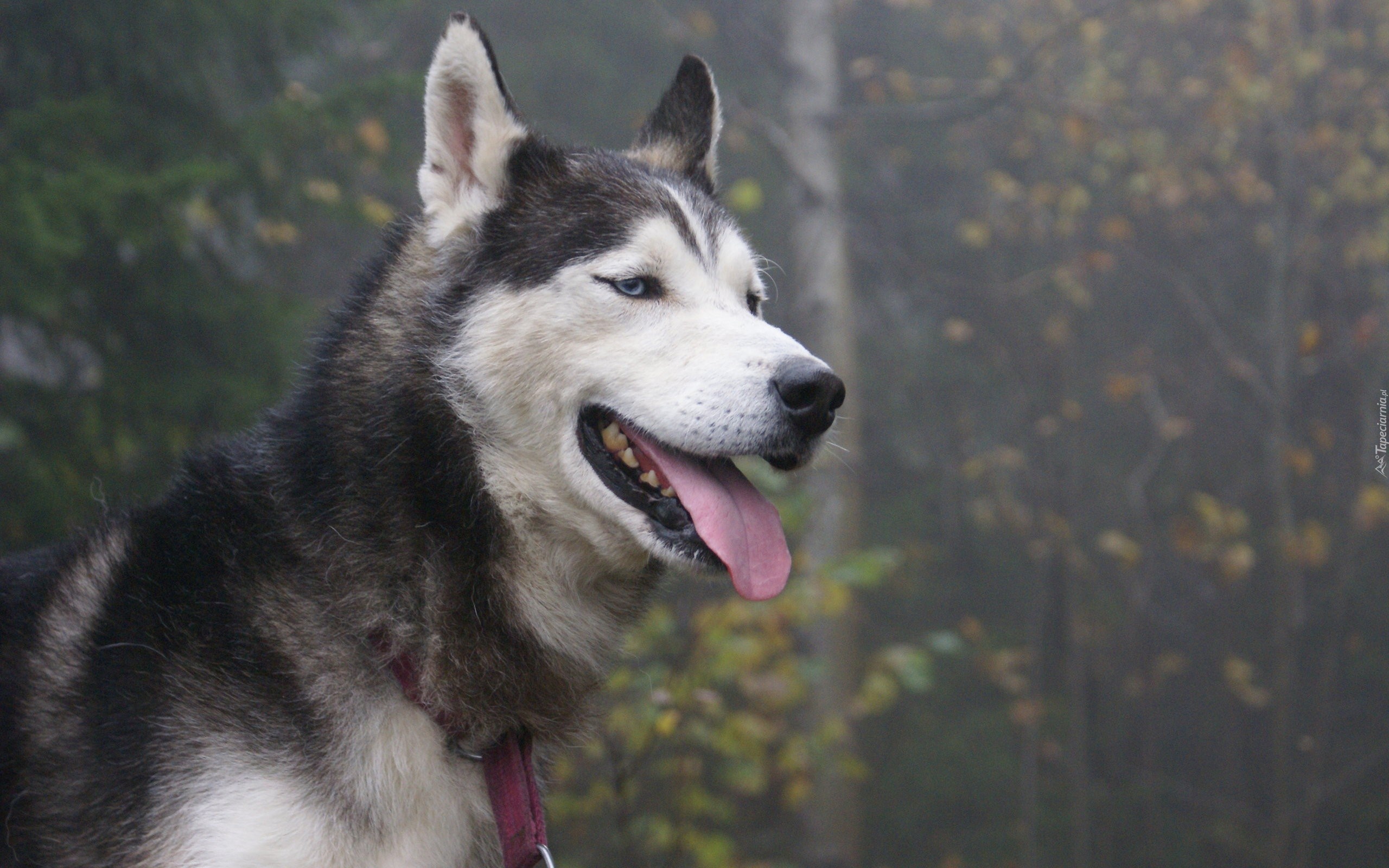 Husky, Czerwona, Smycz