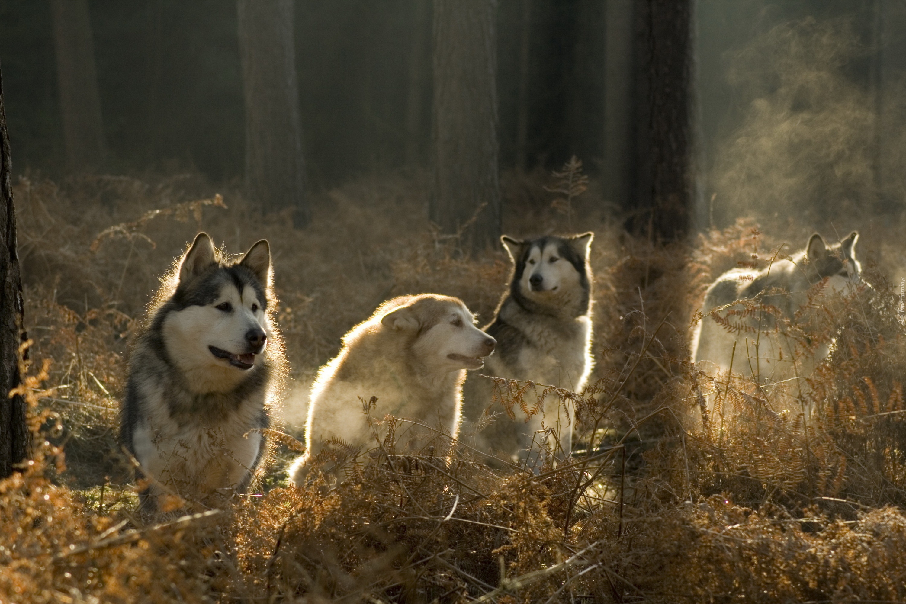 Siberian Husky, Las