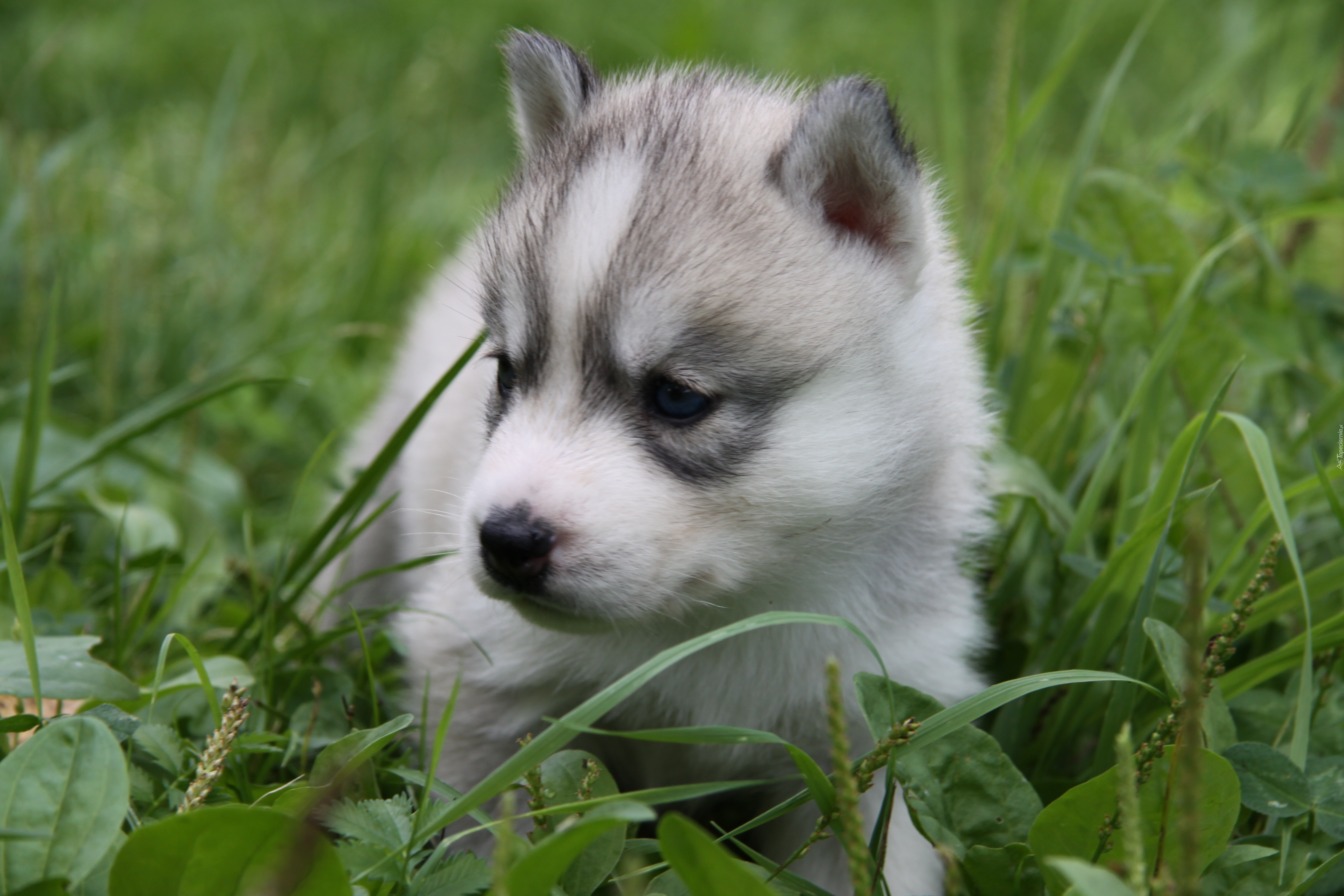 Siberian Husky, Szczeniak