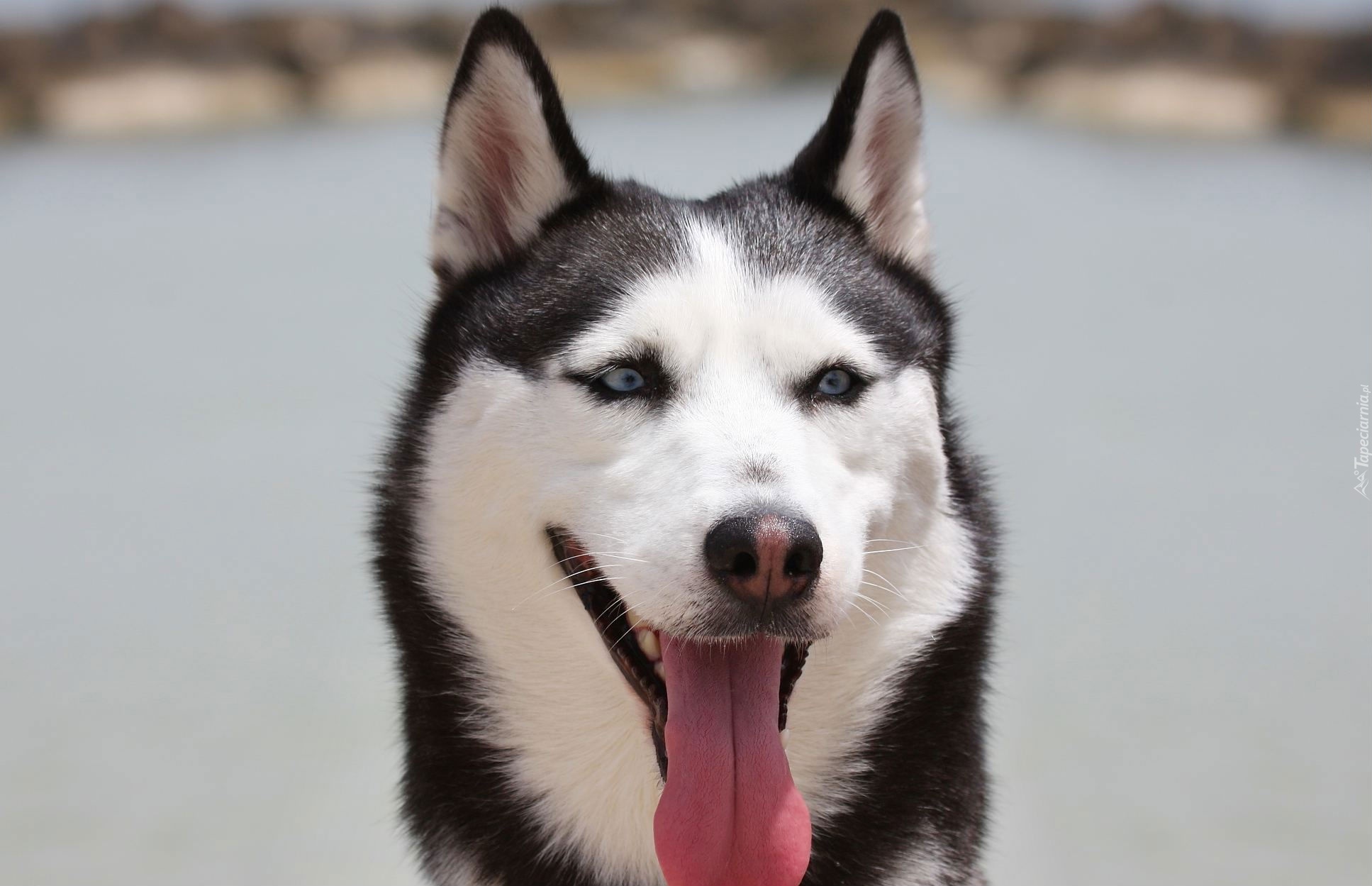 Siberian Husky, Język