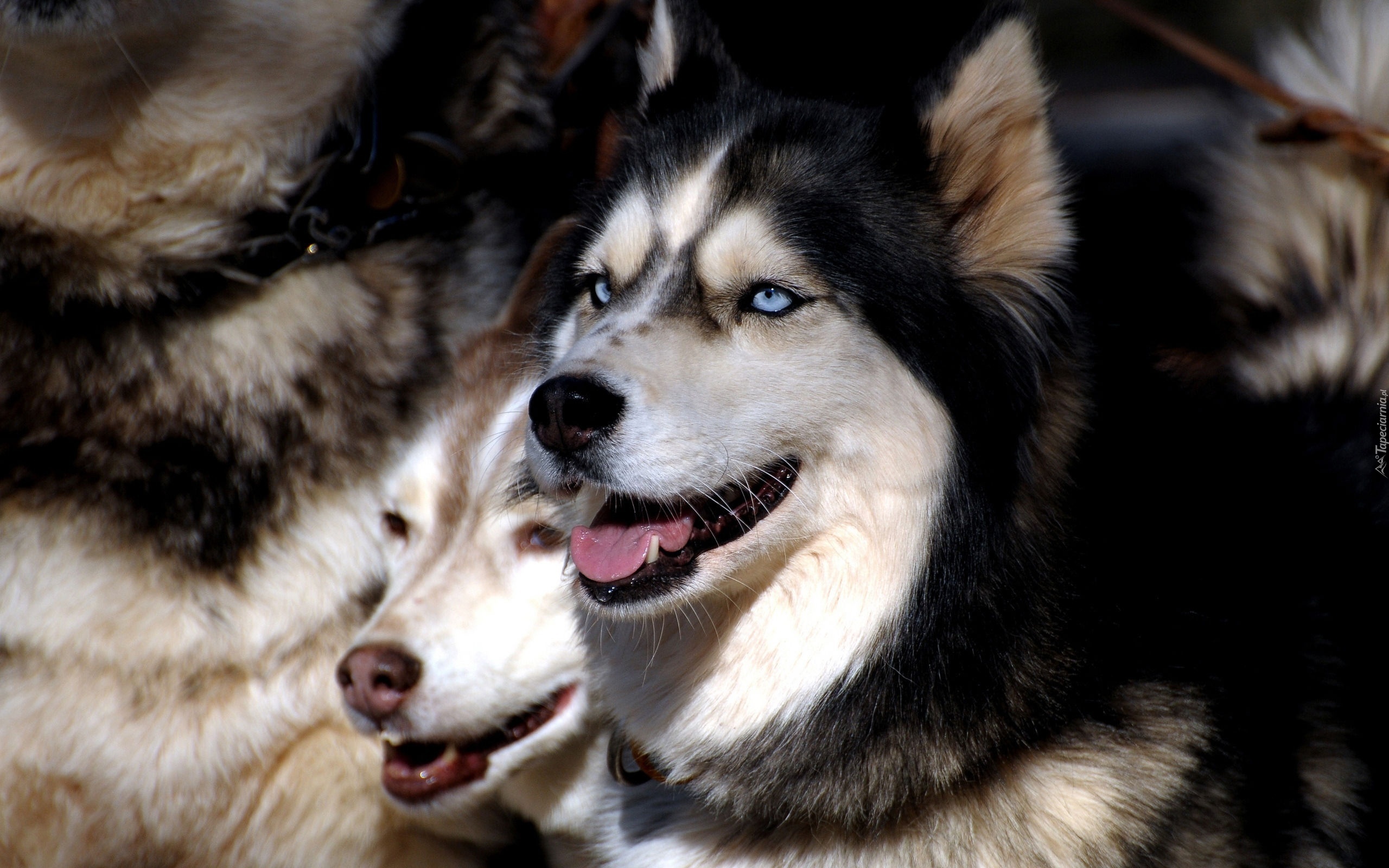 Siberian Husky, Niebieskie, Oczy