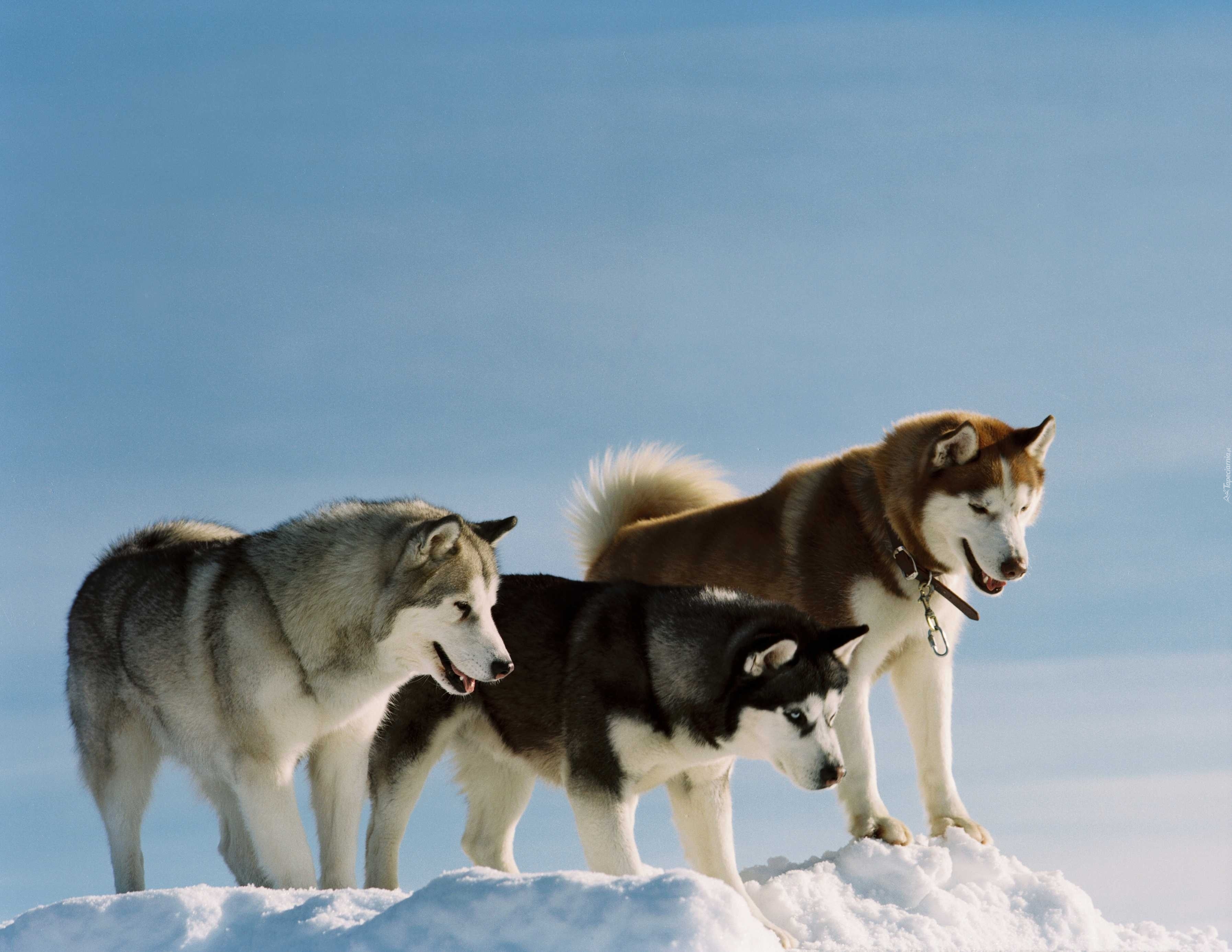 Alaskan Malamute