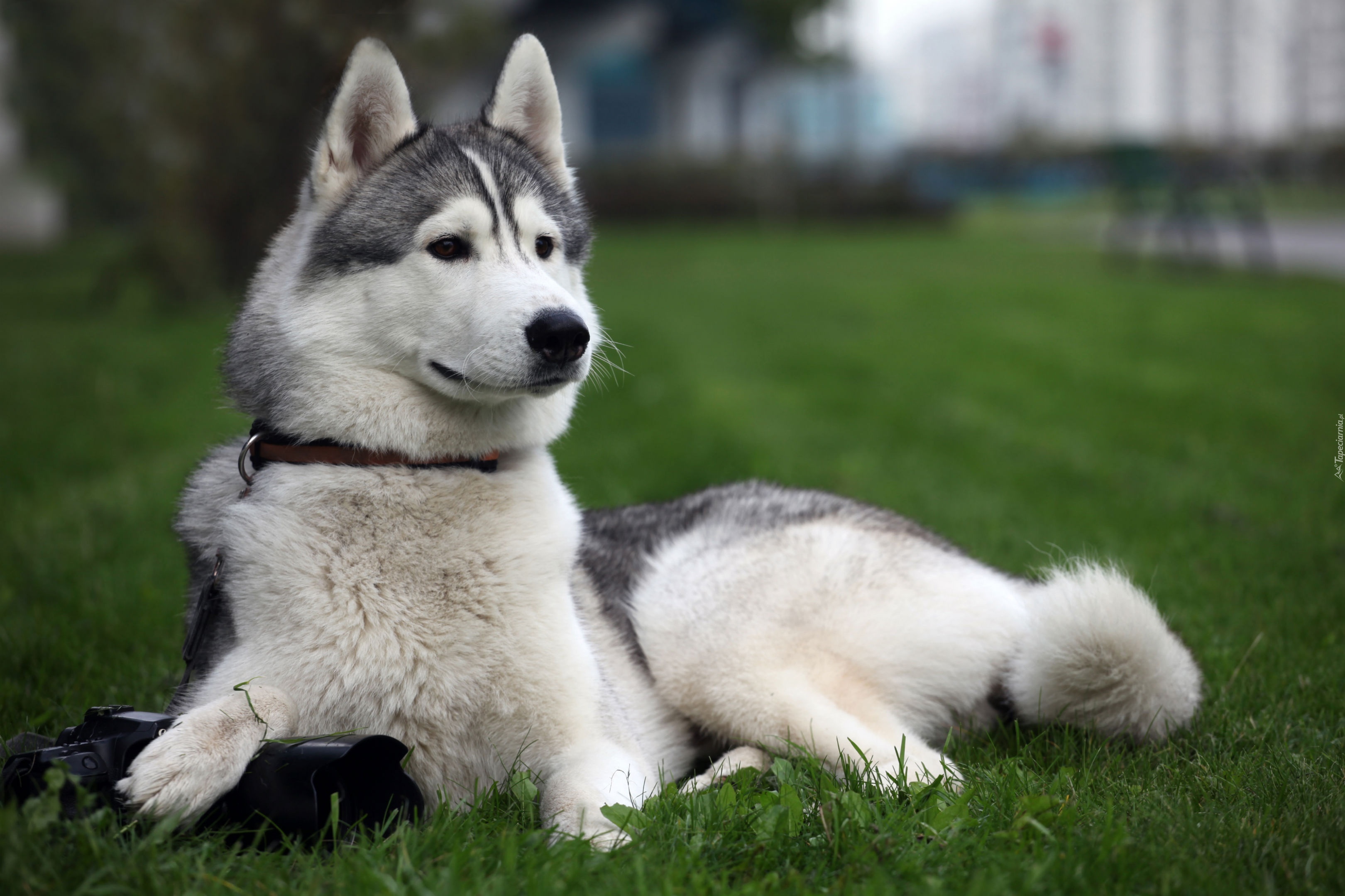 Siberian Husky