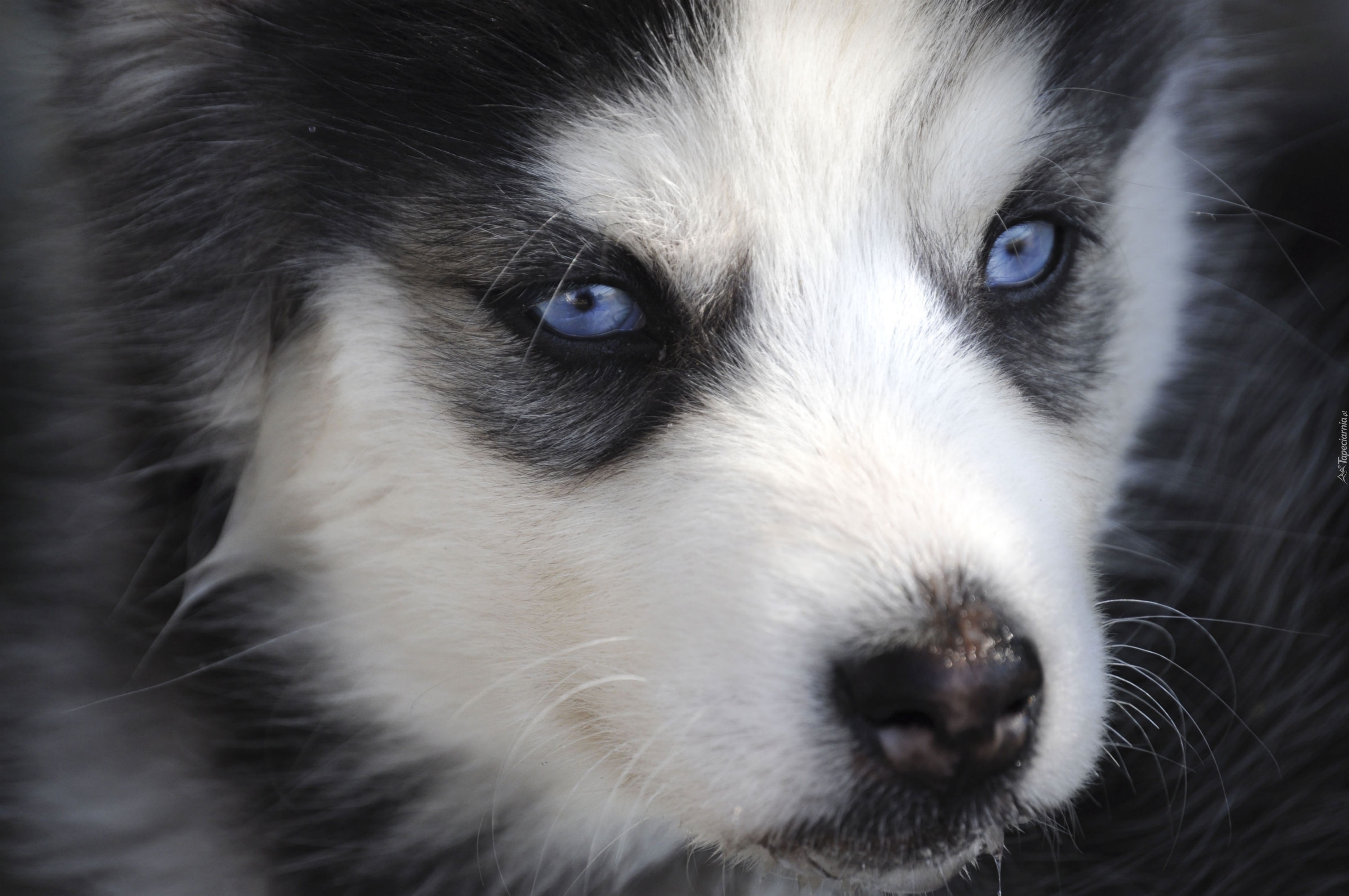 Siberian Husky, Szczeniak, Niebieskie, Oczy