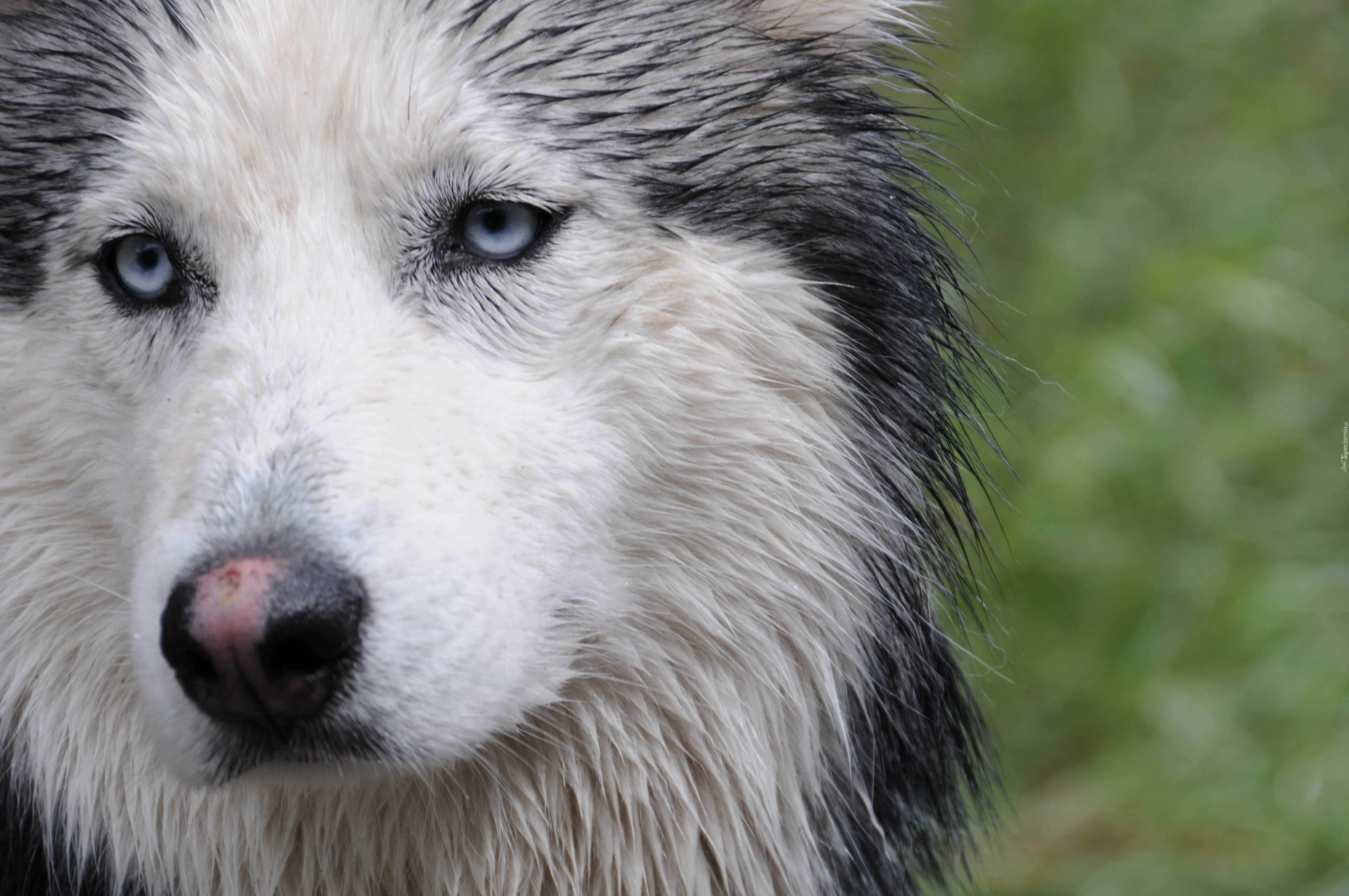 Mokry, Siberian Husky