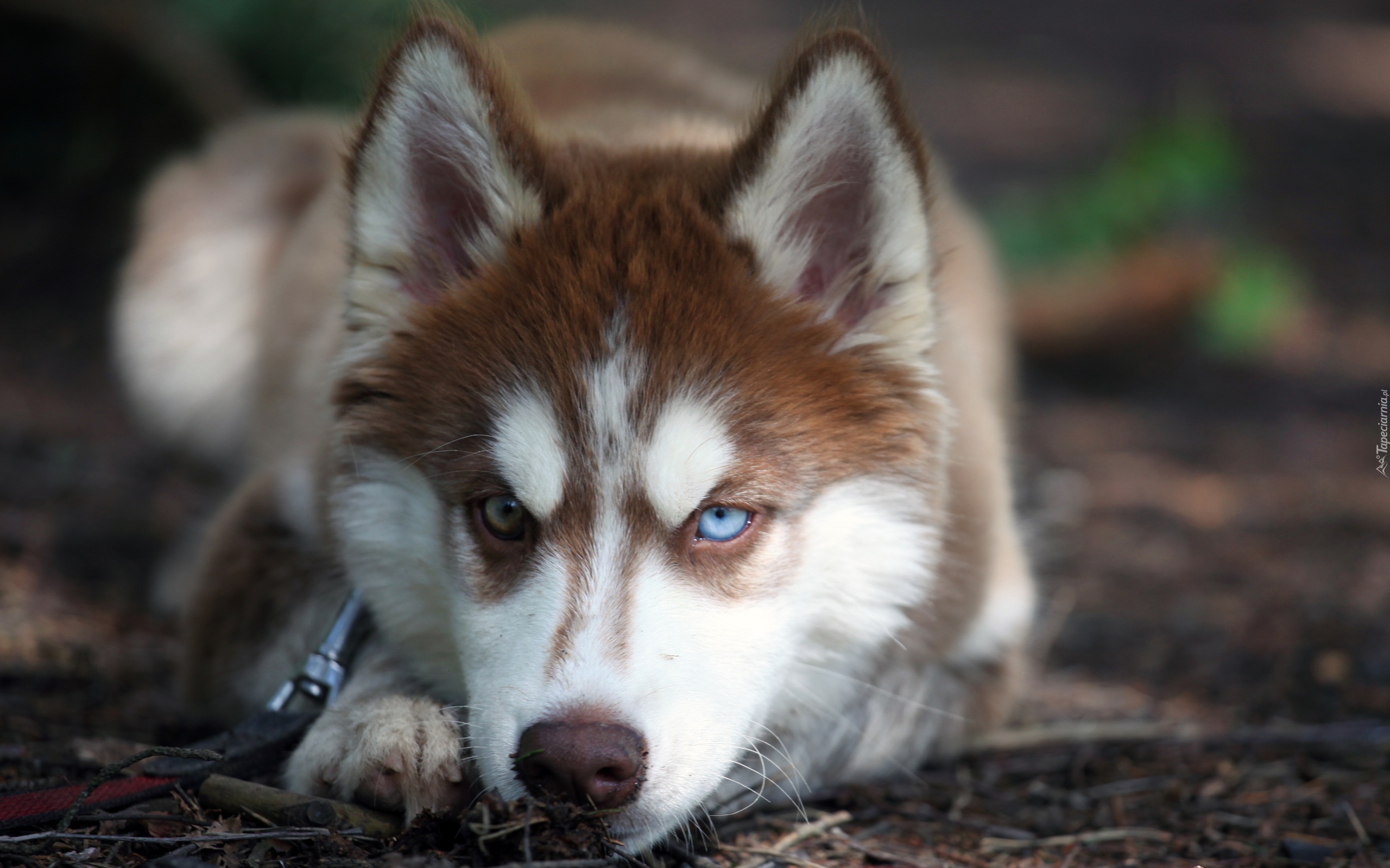 Siberian Husky, Szczeniak