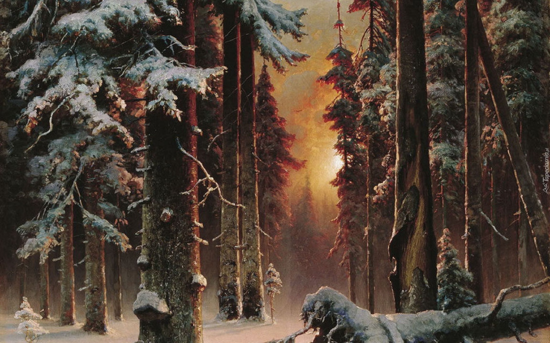 Las, Zimą, Drzewa