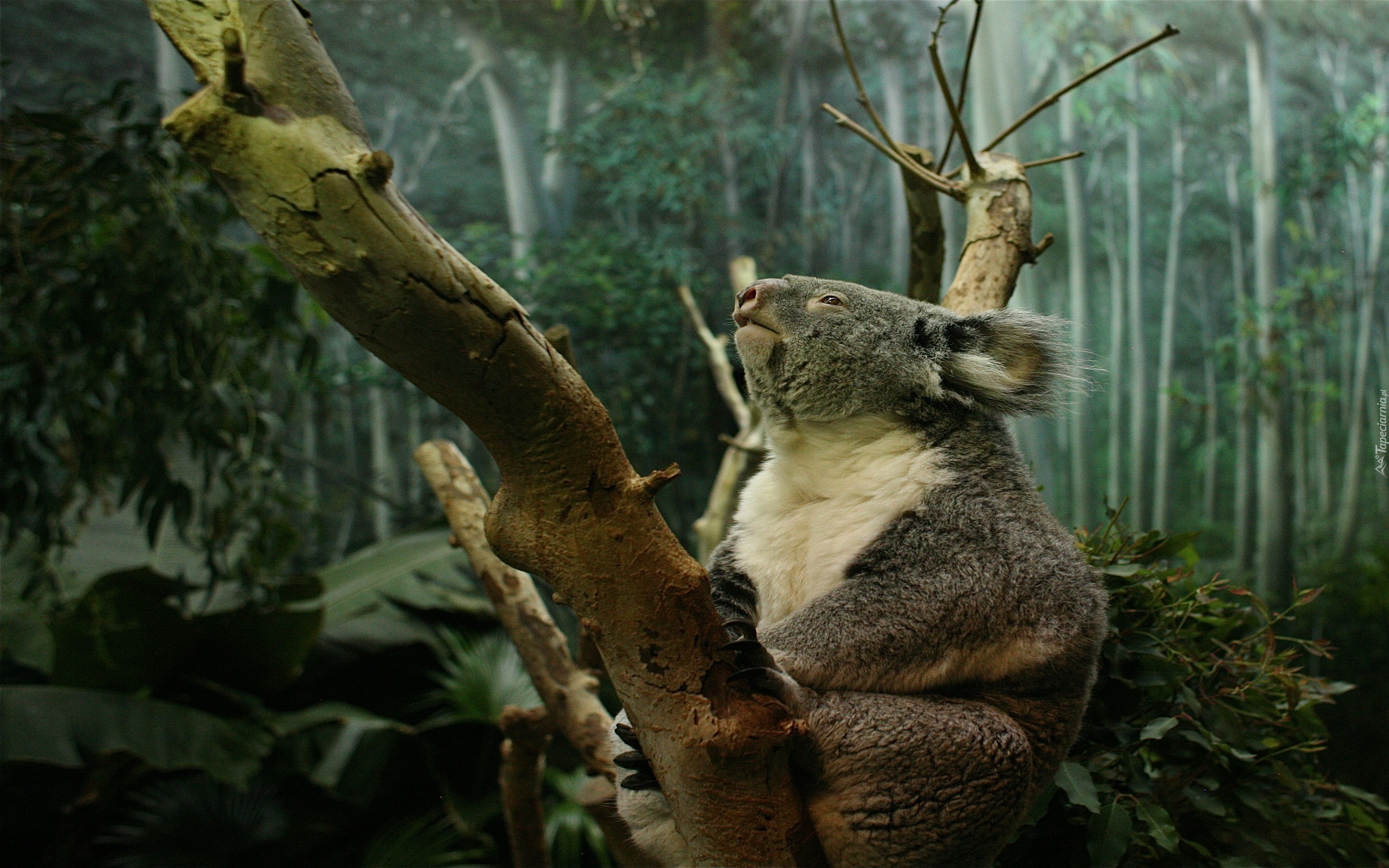 Miś, Koala, Drzewa