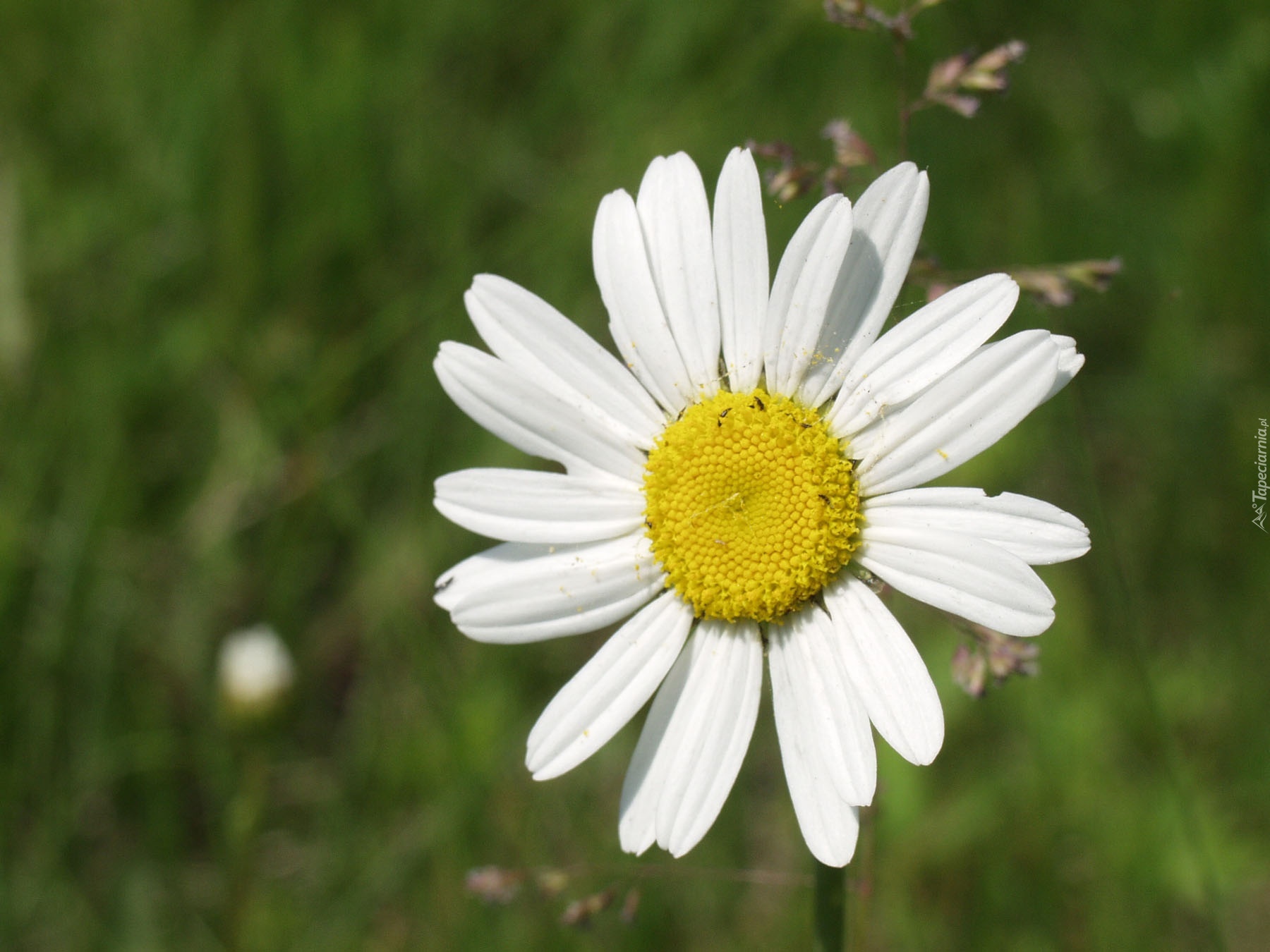 Wiosenna, Margerytka