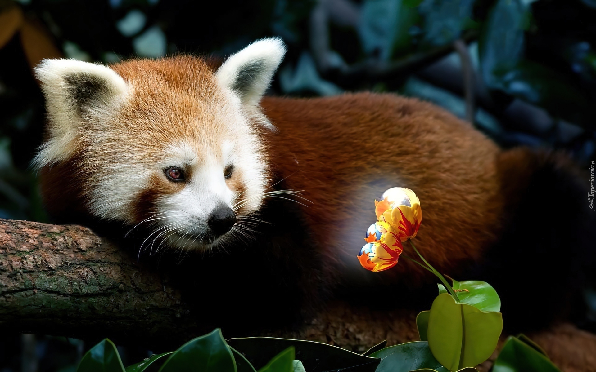 Mała, Panda, Kwiatek, Pandka ruda