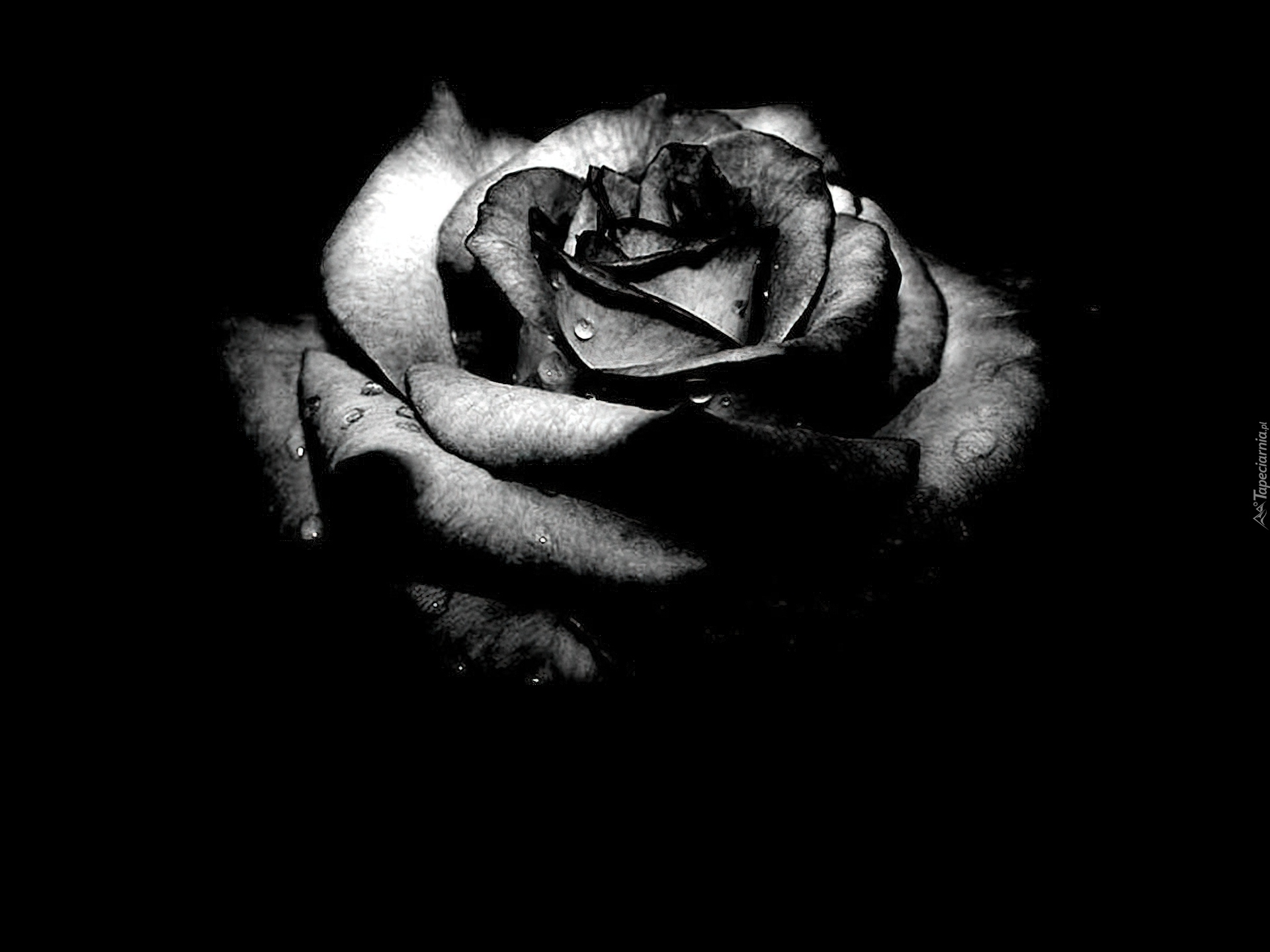 Róża w czerni