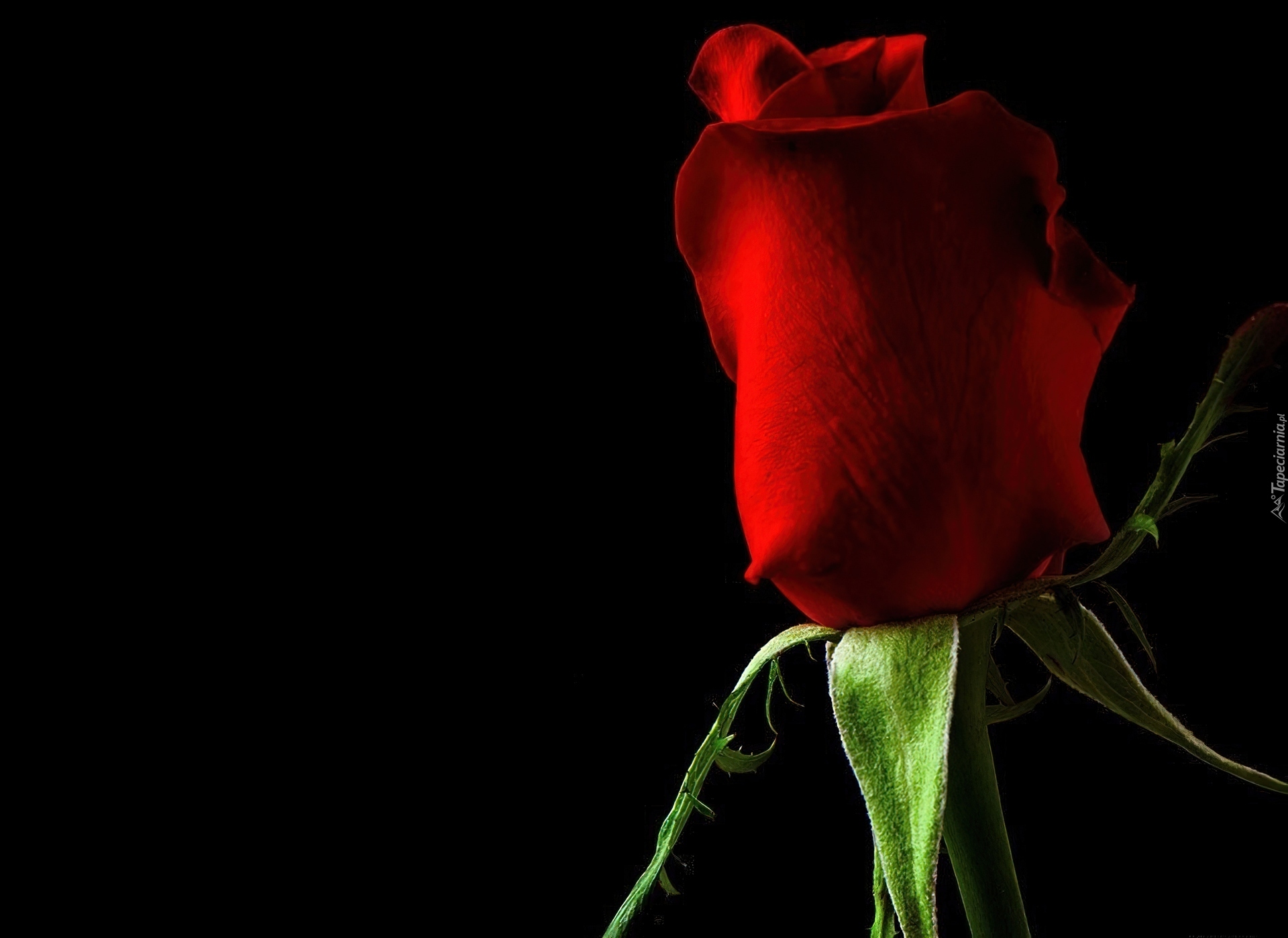 Букет роз на черном фоне. Она видела розы